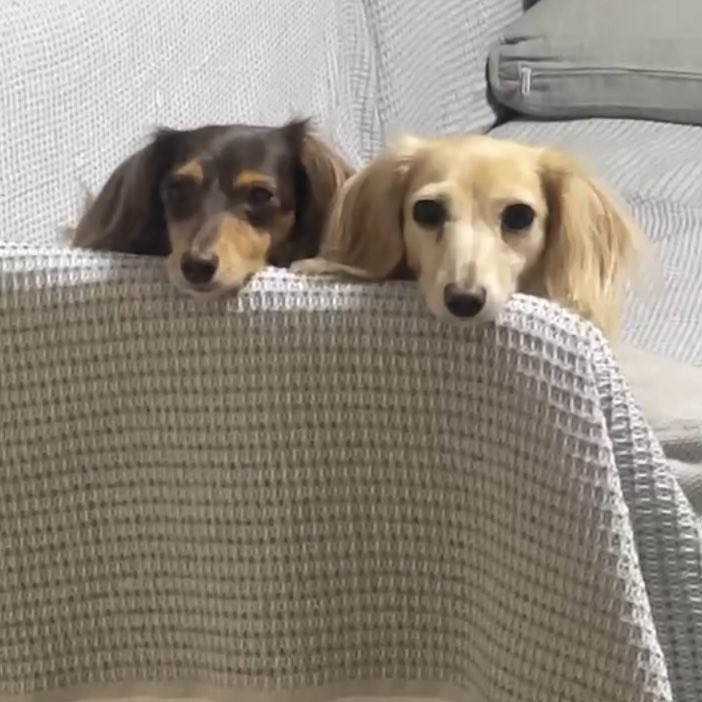 springdays46's tweet image. 宜しくお願い致します