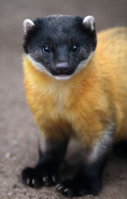 Not normal posting but please look at this critter