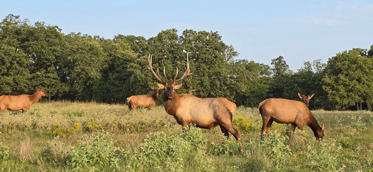 Good morning from Woolaroc! Our beautiful bull elk have started bugling, and will soon become much easier to spot as they move closer to public areas. Visit us Wednesday - Sunday, 10 am - 5 pm!
#elkherd #wildlife #osagecounty
📷️ by Shiloh Thurman