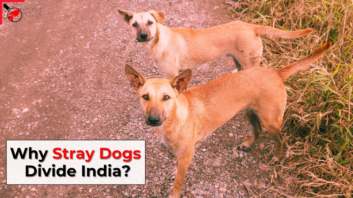 theprobeindia's tweet image. Stray Dogs and Society: Balancing Compassion, Safety, and Coexistence

Full Story: theprobe.in/videos/stray-d…

#straydogs #streetdogs #communitydogs #AWBI #dogs #MCD