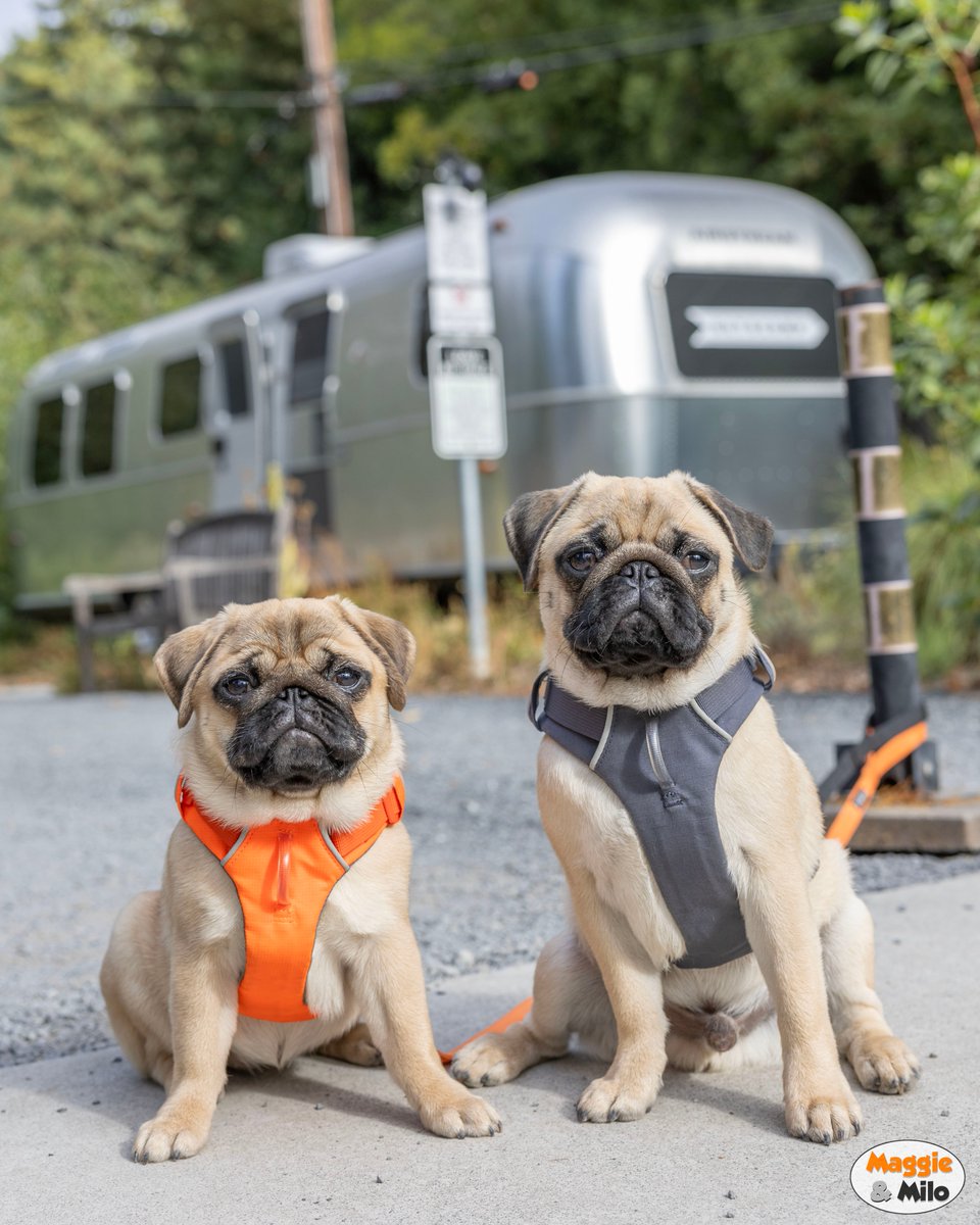 MinnieMaxPugs's tweet image. Are we "glamping?" I think we're "glamping." 🧡🖤
@theautocamp #WanderlustWednesday #pug