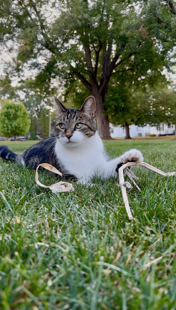 MrKitterstheCat tweet media