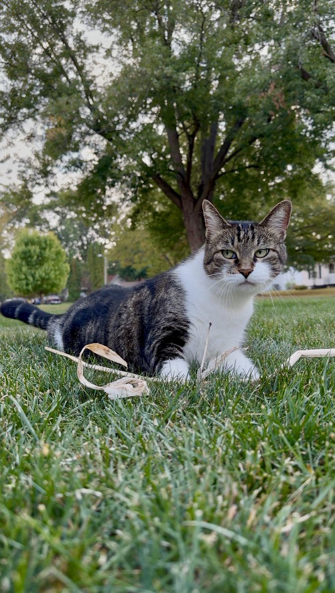 MrKitterstheCat tweet media