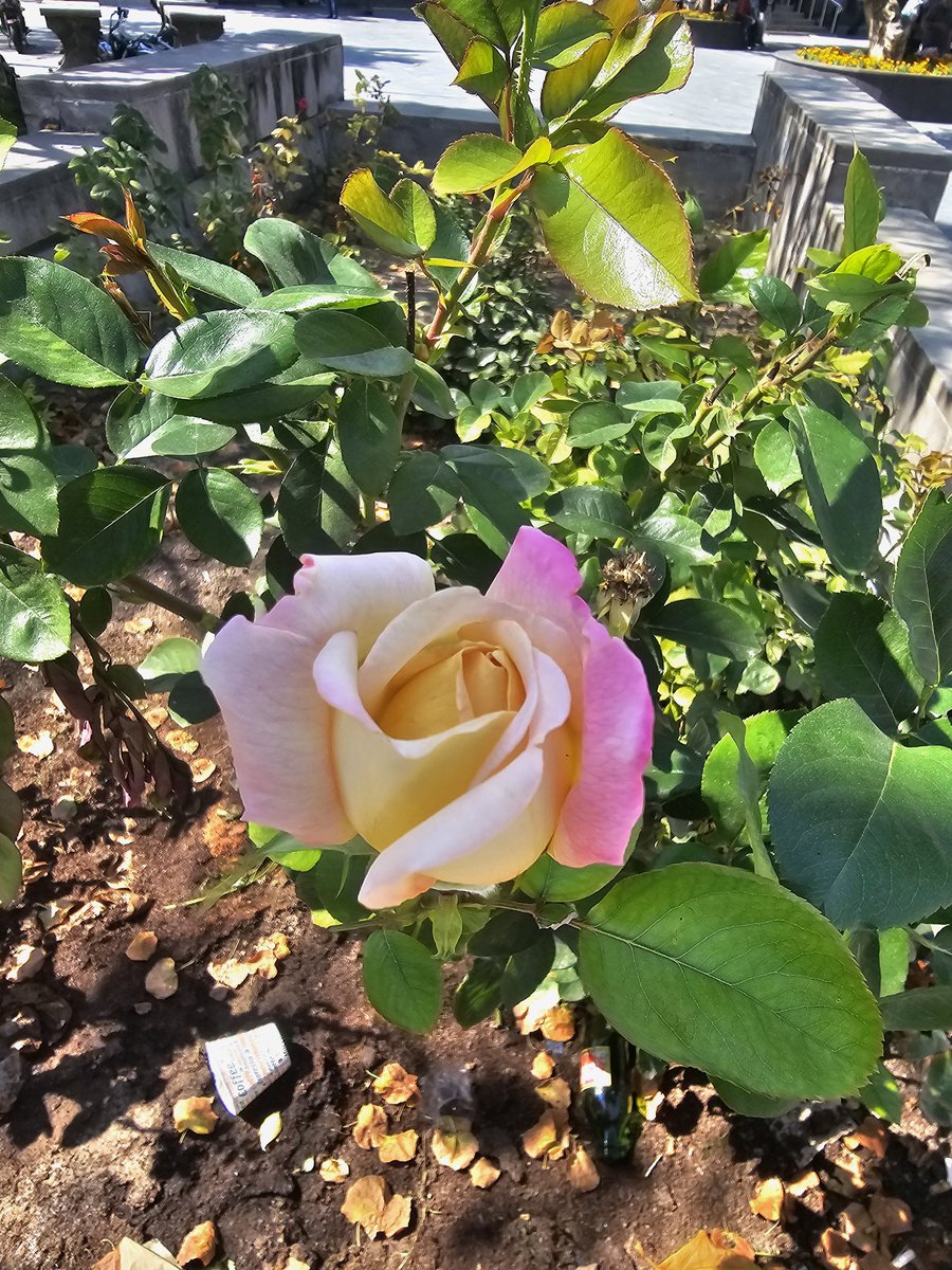 Fatma Dağdeviren 🇹🇷 tweet media