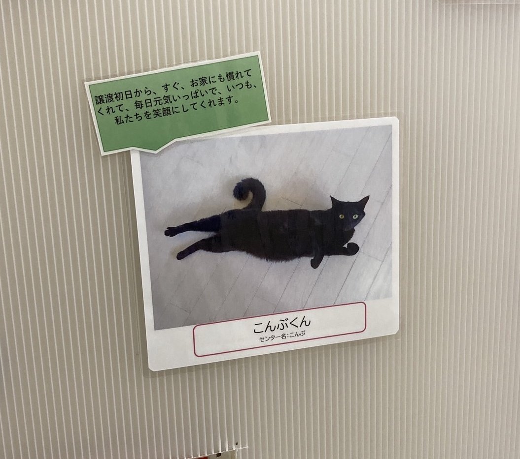 Kanna🐱 𝕏 ケンタウロス on X: 