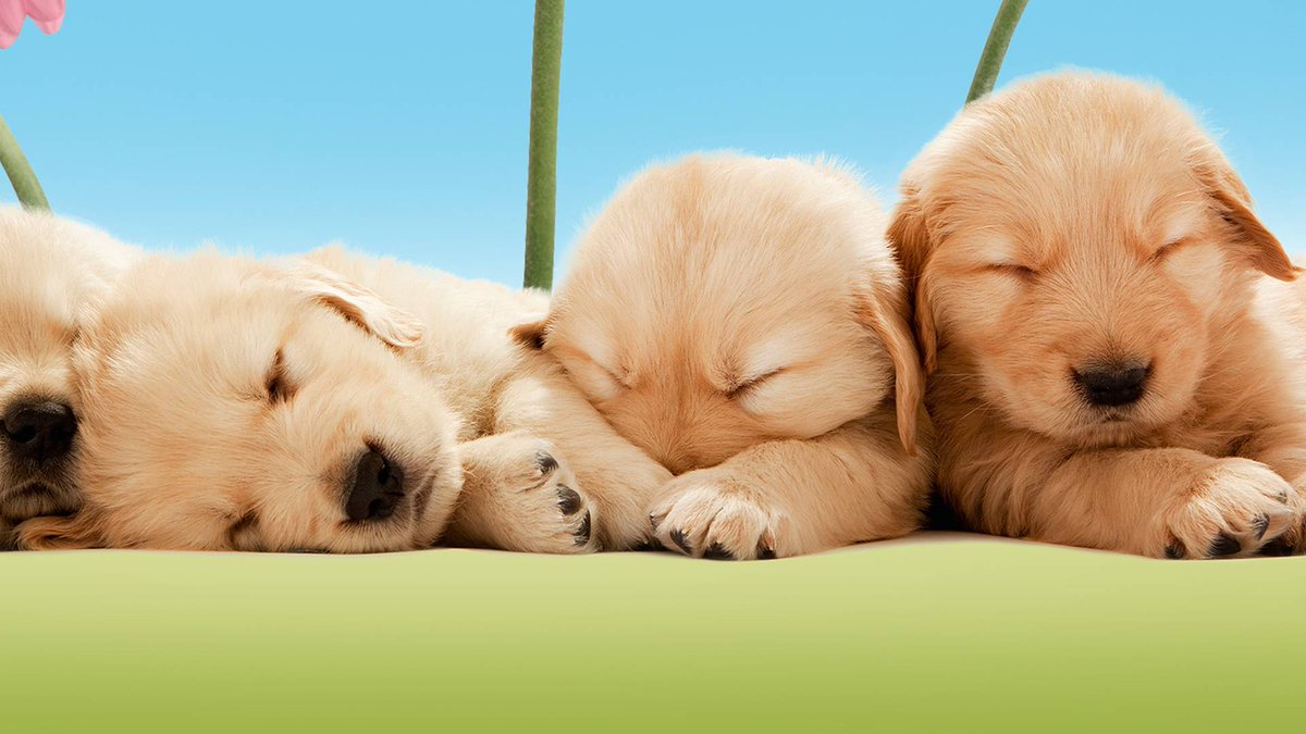 [2025년 9월 30일 종료]

귀여운 동물 모음.ZIP 시즌 4 (2021)

#왓챠
watcha.com/ko-KR/contents…