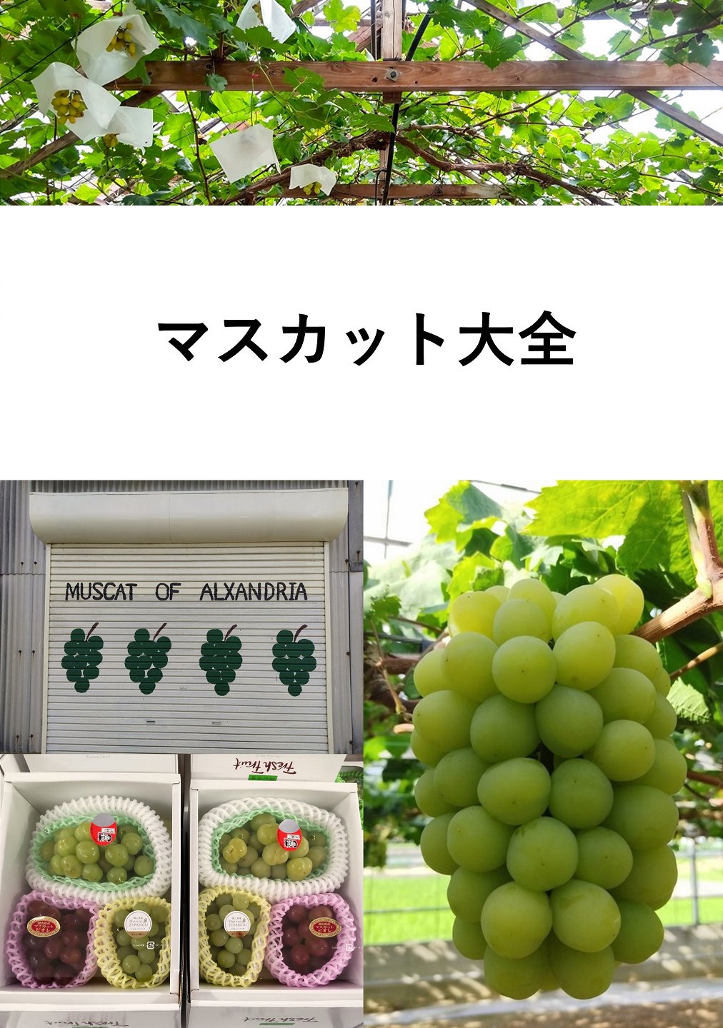 みかんノート (@mikanflavor1) / X