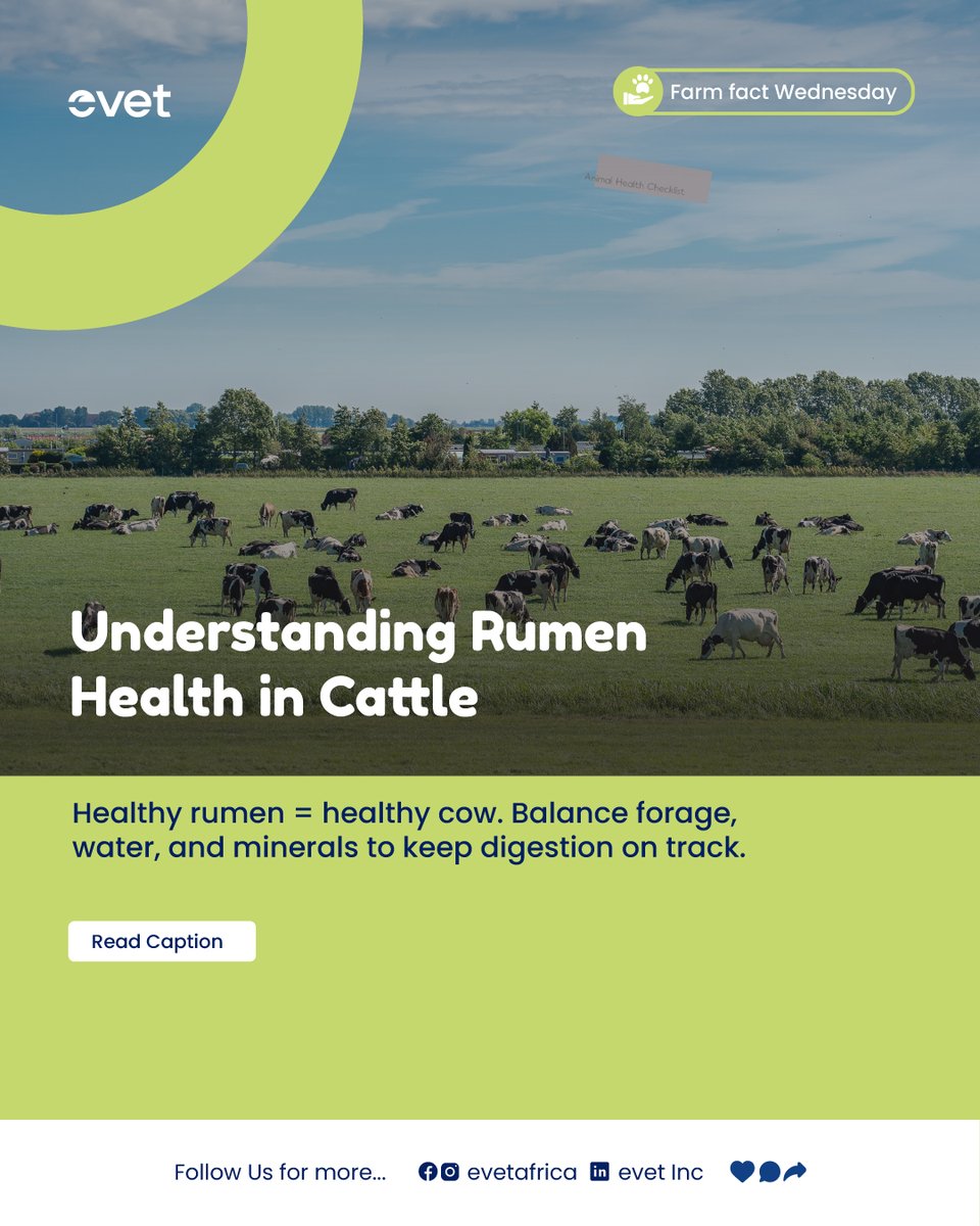 evetafrica's tweet image. 🐄 Rumen Health = Farm Productivity
The rumen is your cow’s fermentation engine. Healthy microbes turn forage into energy, milk &amp;amp; growth — when the rumen fails, production falls. #RumenHealth #CattleCare