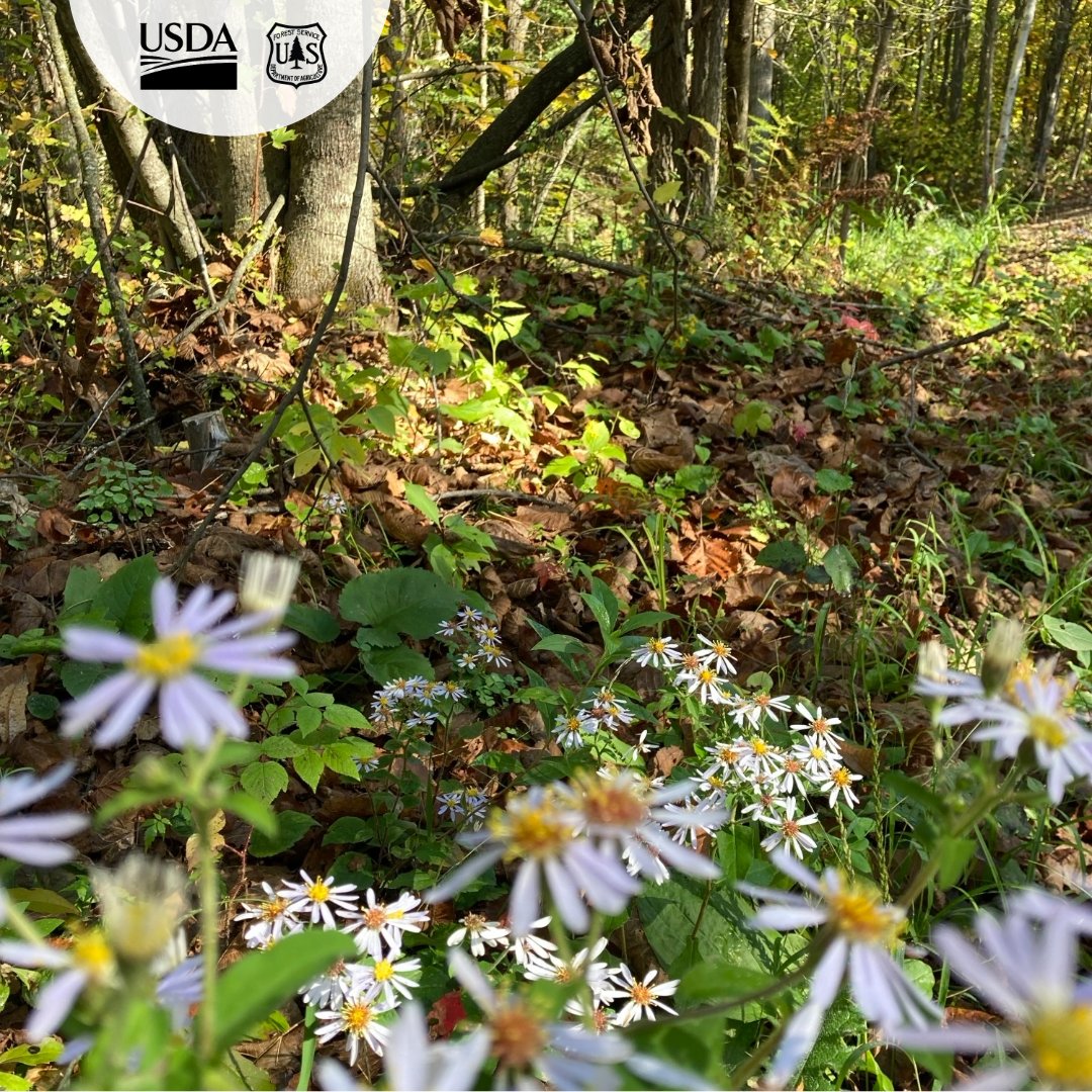 Check out the peak #fallcolors (and flowers!) on the Chippewa National Forest. Don’t miss the beautiful canvas that nature provides.  fs.usda.gov/r09/forests-gr…
