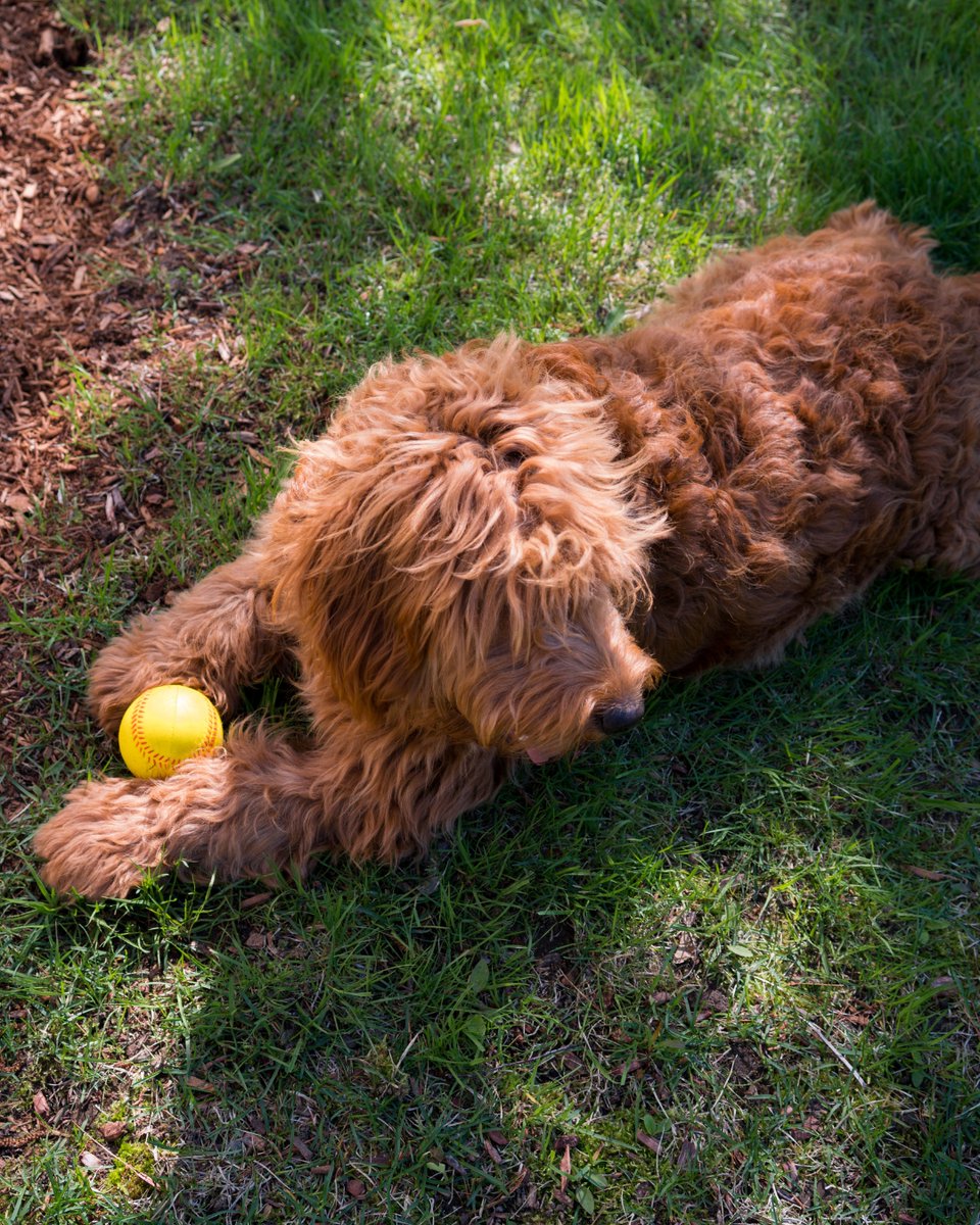 thesopawsome's tweet image. My golden doodle's daily schedule: eat, play, nap, repeat. 🔁 #DoodleSchedule #GoldenDoodleLife #DogRoutine #FunnyDogs #DoodleNation