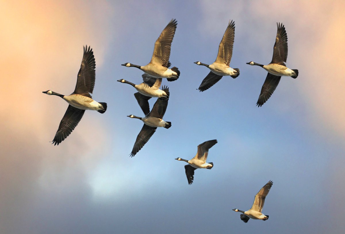 Fun fact: Canada geese often fly in this V formation to conserve energy. As fall begins, you'll start to see these flocks in the sky. This is their annual migration as they head down south for the winter. They’ve got a long flight ahead of them! #WildlifeWednesday 🪿