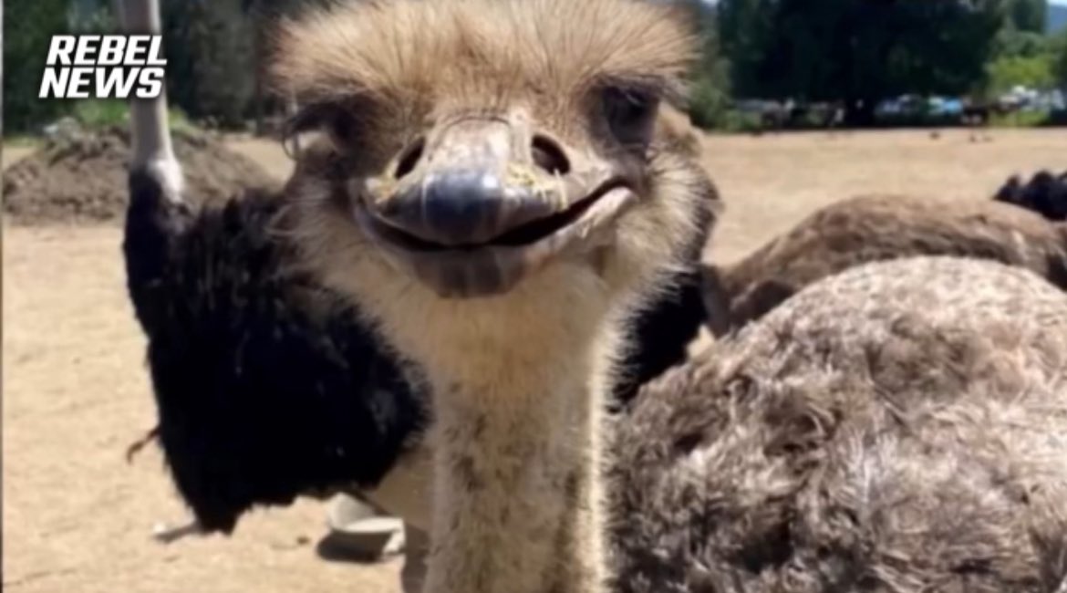 Drea Humphrey tweet media