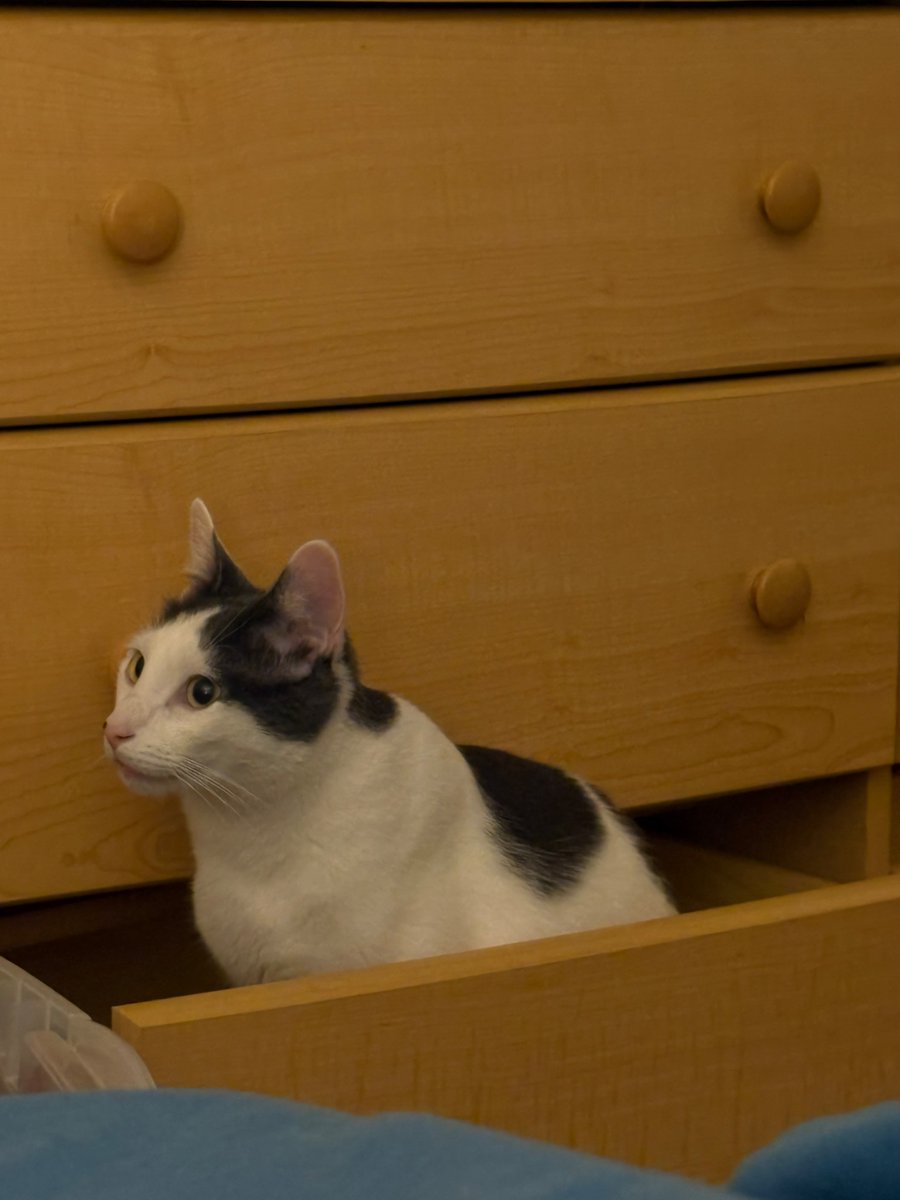 this is also my cat