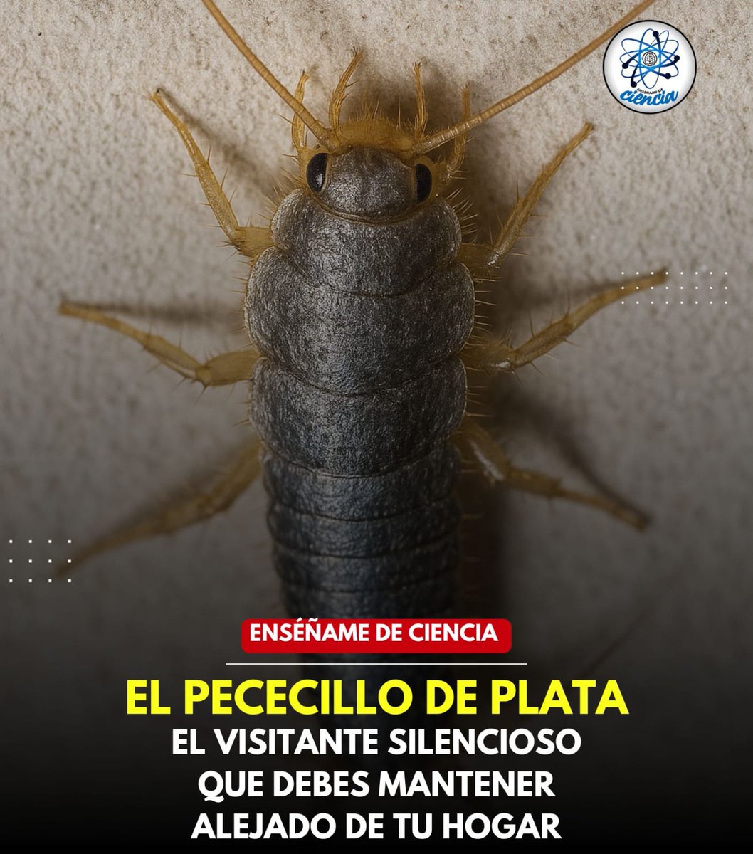Enséñame de Ciencia tweet media