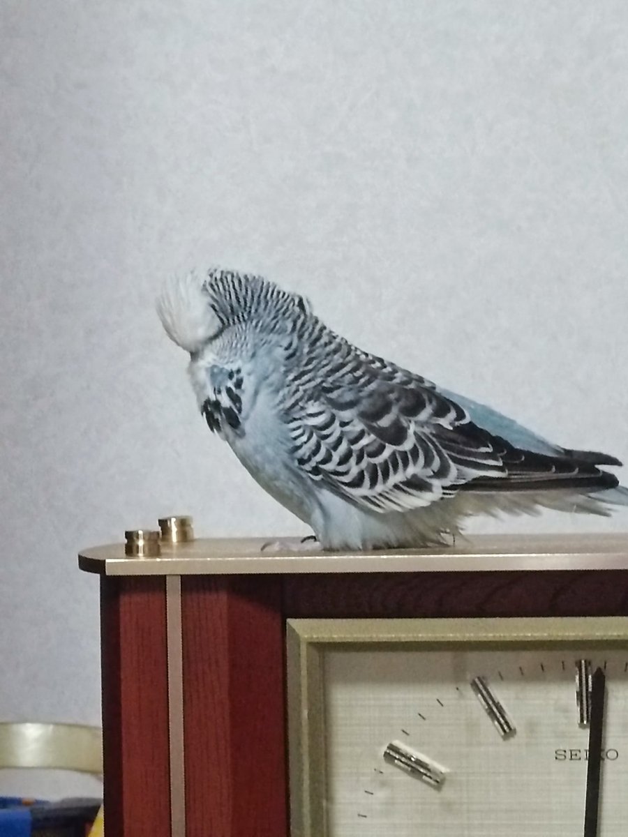 #拡散希望
ジャンボセキセイインコの男の子(名前はデコちゃん)を探しています。
2025/9/20 お昼11:00頃 謝って自宅から外に逃げてしまいました。
目撃•保護情報等ありましたらご連絡お願いします。
 #迷い鳥  #迷子鳥  #迷子インコ  #迷いインコ  #保護鳥  #インコ保護  #ジャンボセキセイインコ