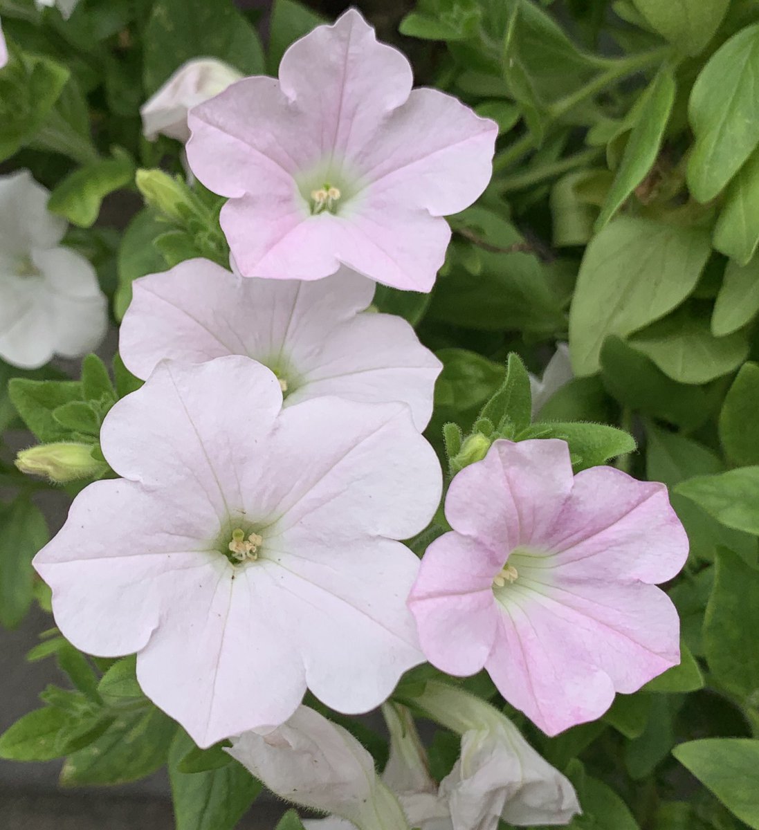 Sorry🙇🏻‍♂️ I'm tired &amp; going to sleep for tomorrow's work🥱💨💨
Good night😴💤💤 See you 👋🏻

I took Flower image 📸 in my garden today🌸

#TLを花でいっぱいにしよう🌺
#flower🌹#花写真🌼 #ペチュニア