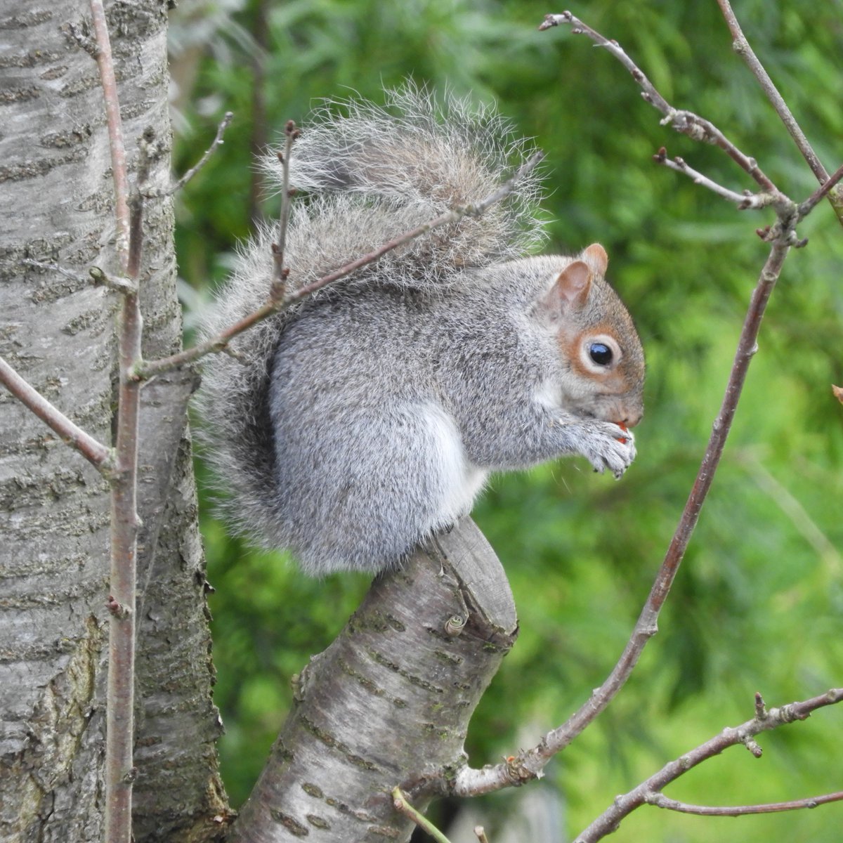 APHAgovuk's tweet image. APHA researchers are making significant progress in the pursuit of grey squirrel management as part of a UK Squirrel Accord funded programme with partners.

Read more about our work, which includes a world first for wildlife fertility control: squirrelaccord.uk/fertility-cont…
#APHAscience