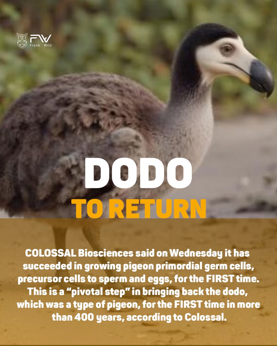 Frankwild49's tweet image. The DODO 🕊️ — gone for 400 years — is on its way back! Native to Mauritius, this flightless bird vanished in the 1600s. Now, science &amp;amp; conservation give hope of revival. A symbol of resilience &amp;amp; second chances for nature. 💚 
#DodoReturns #BackFromExtinction