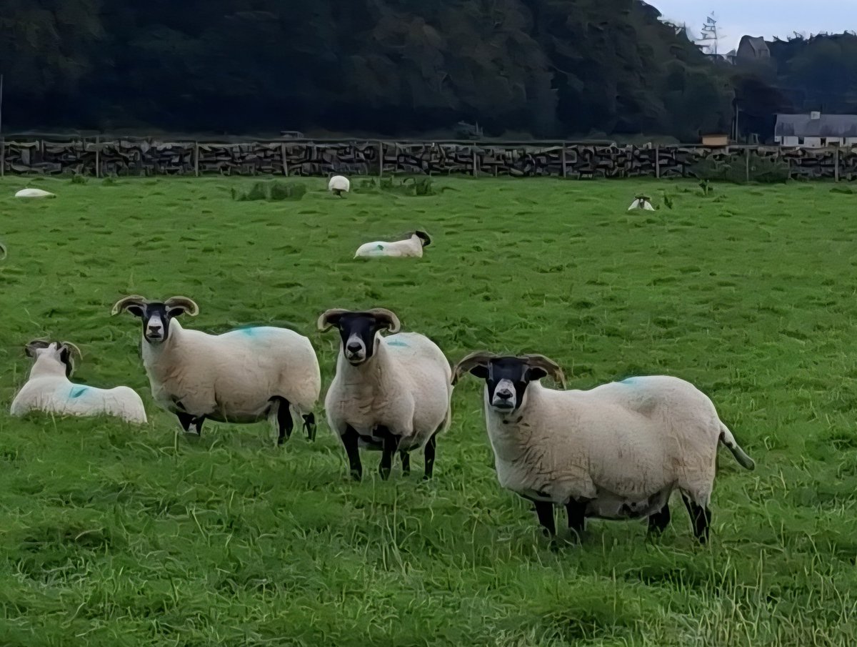 Mark🐏Steward tweet media
