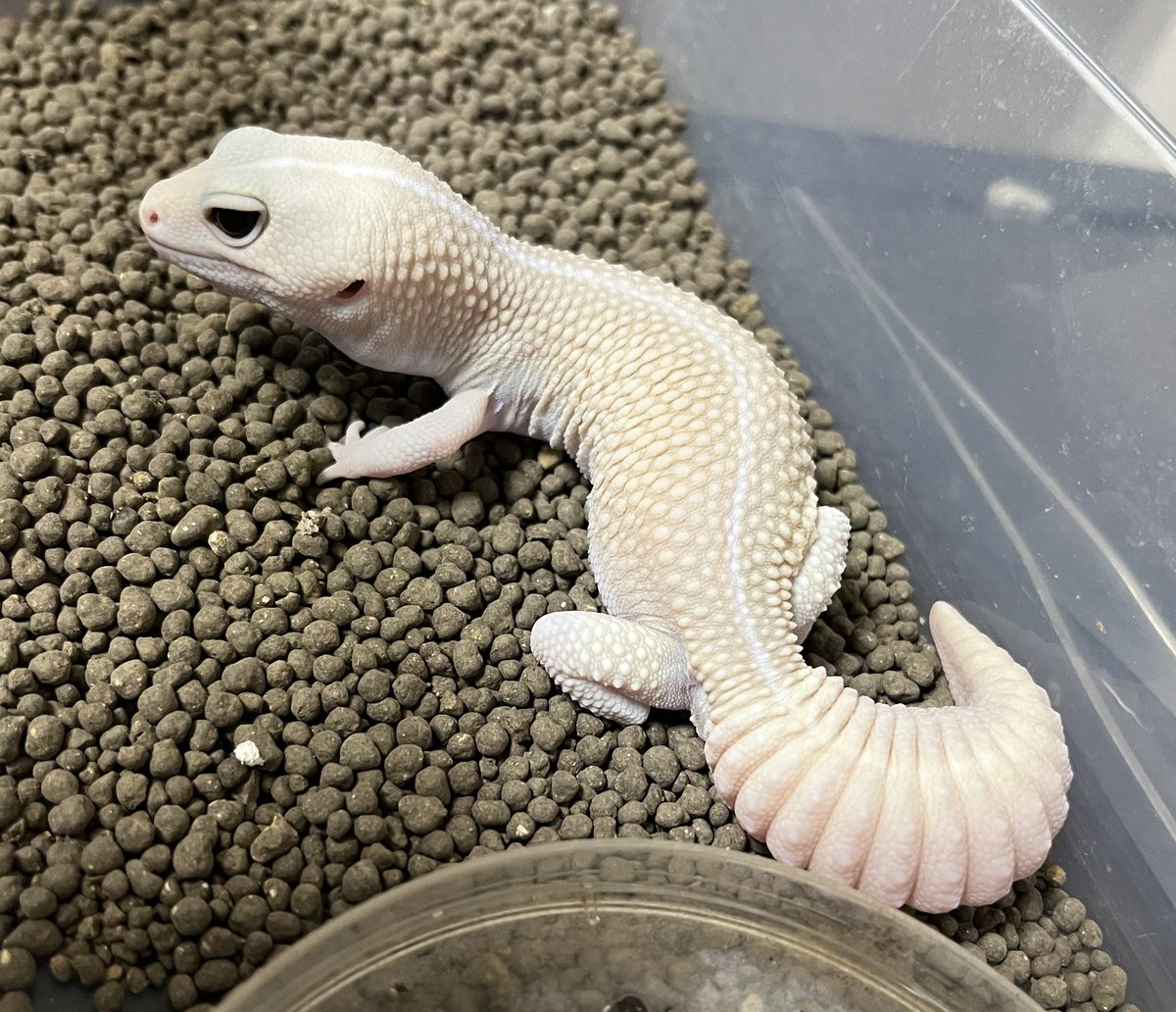 NoahRepGecko's tweet photo. Super Zero Amel Oreo🐌
ゼロお気に入り❤️🔥
#fattailgecko #fattail #ニシアフ #ニシアフリカトカゲモドキ #爬虫類 https://t.co/Y4ZXQnU5b7