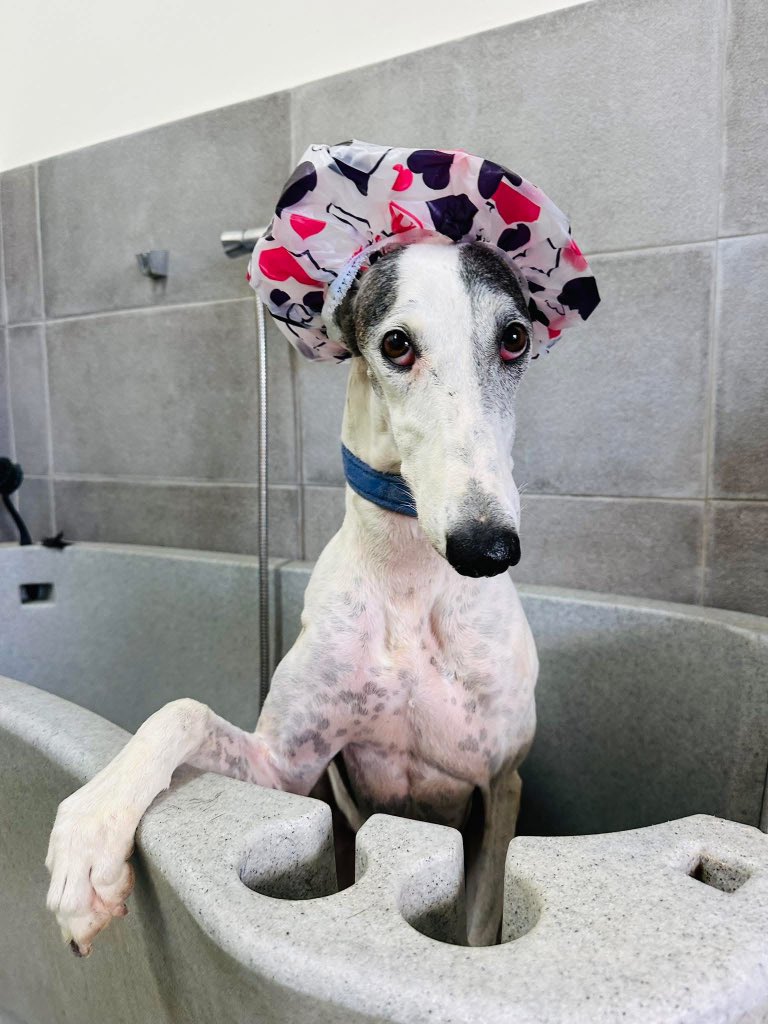 Nativity has a message for the volunteers. 
~ Well for all those that dobbed on me for barking at them too aggressively or biting their Sleeves thru the bars… nobody believed you. Look at me …. I’m innocent 😇