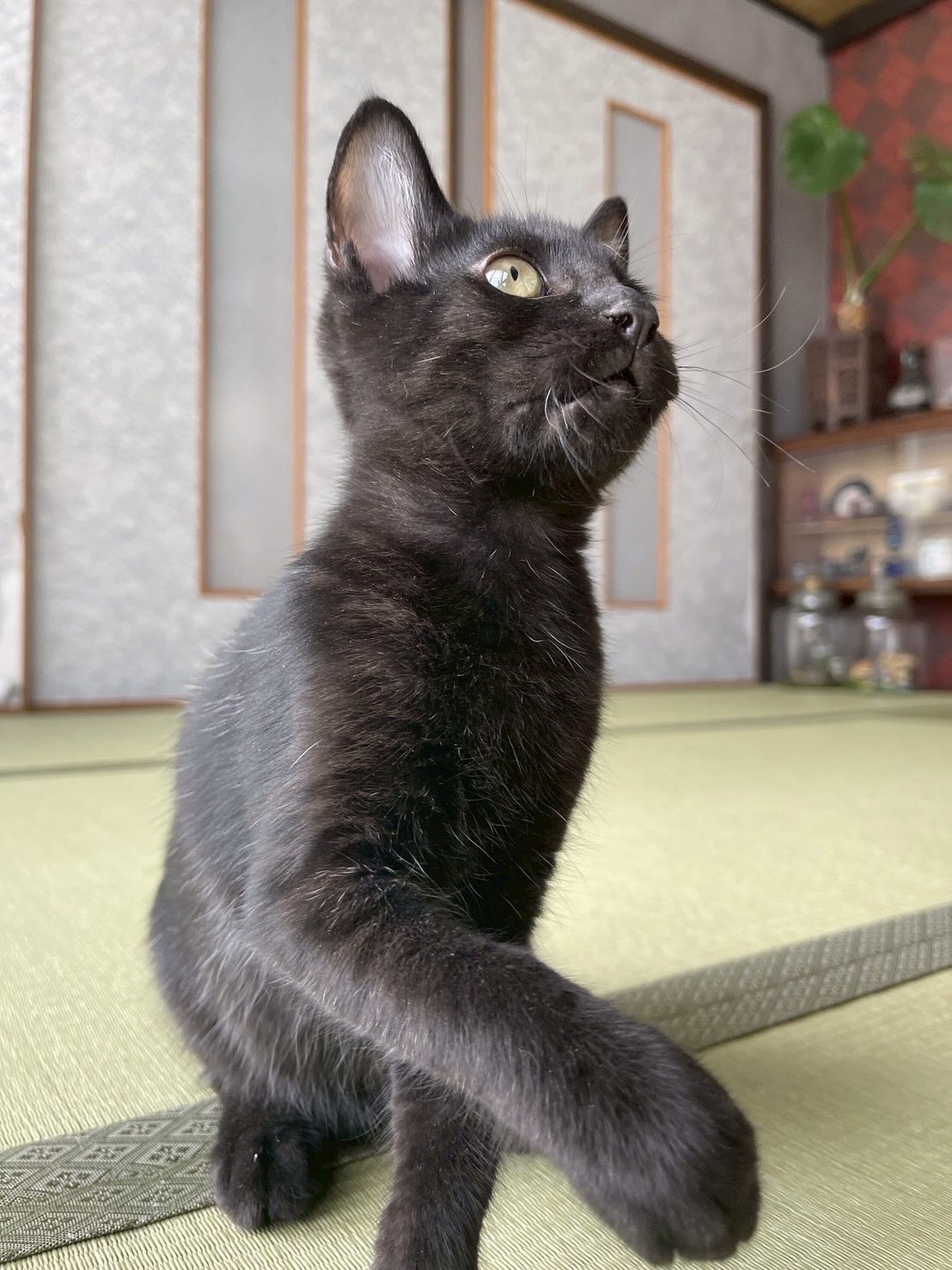 マメ K 病障害猫預かりボランティア on X: 