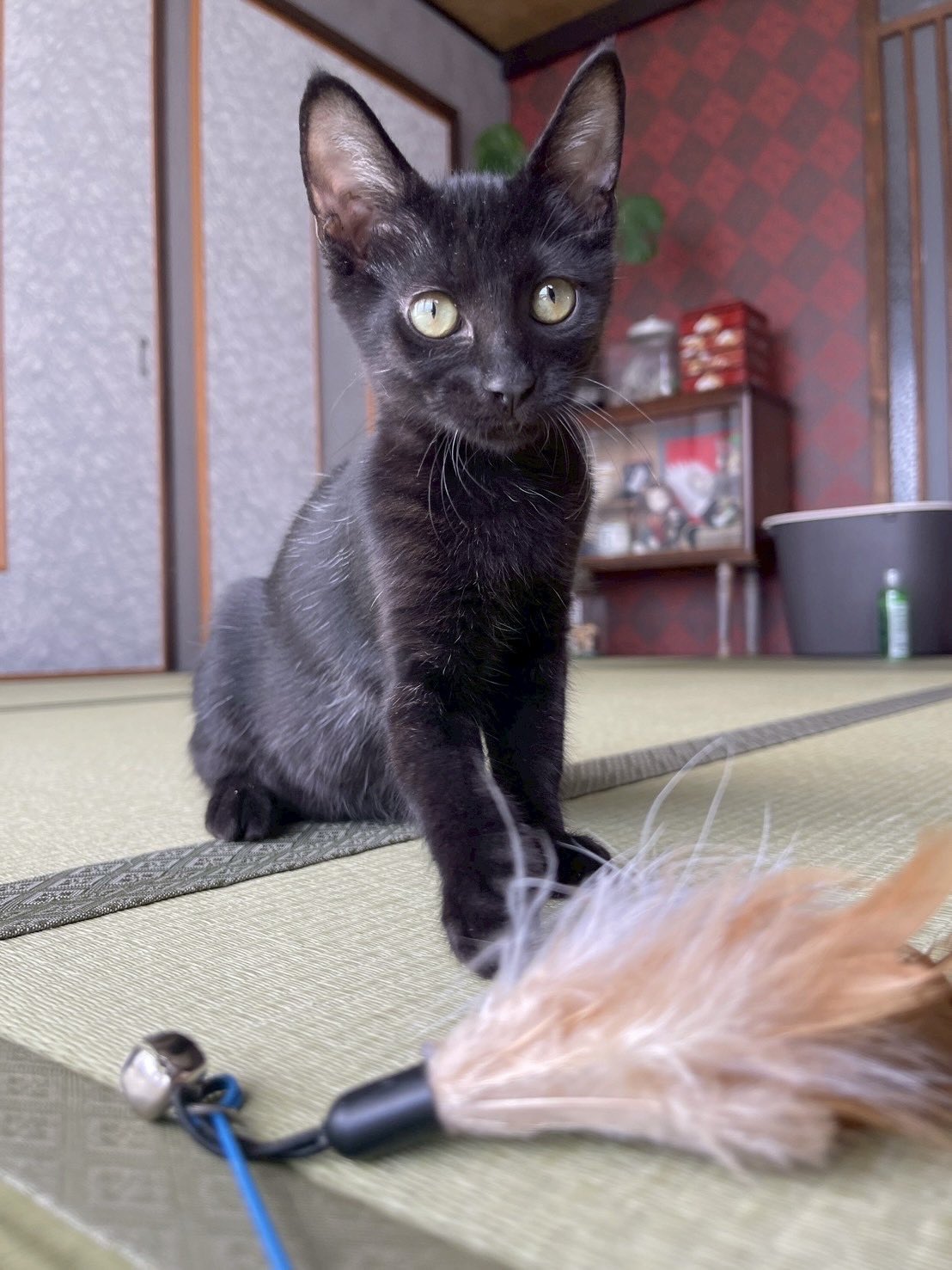 額 女豹に黒猫 11ヶ月位 美人な黒猫 」東京都 - 猫の里親募集(280536