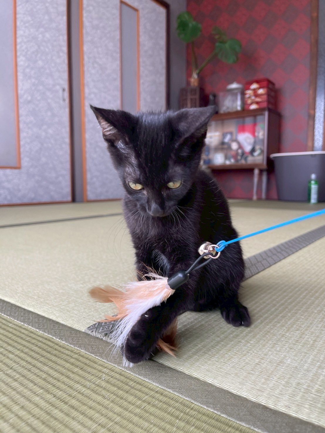 マメ K 病障害猫預かりボランティア on X: 