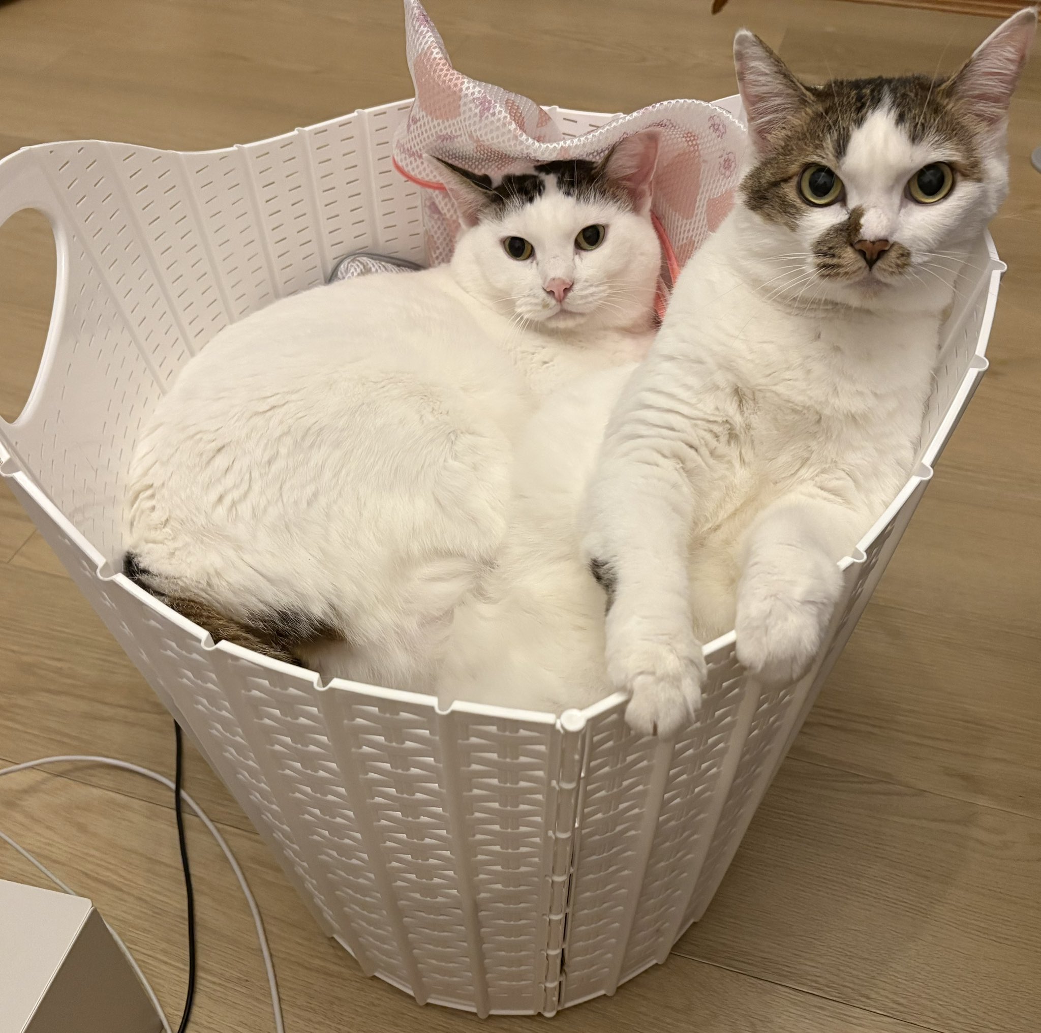ねこまま♡ ママの膝に肩肘ついてくつろぐのがプリンスタイル