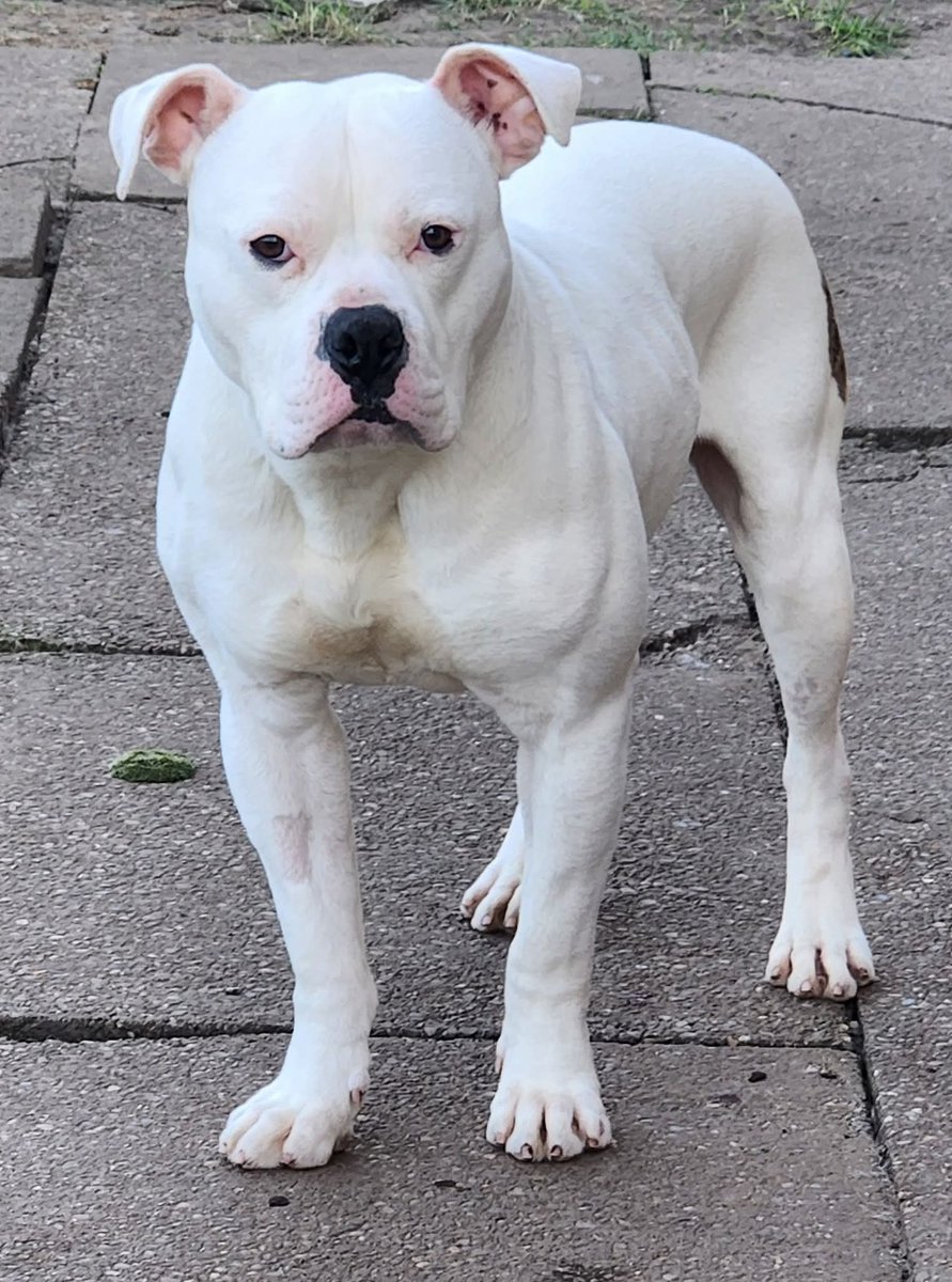 WINDEL IS NOT A GREENACRES DOG. HE IS WITH DAS DALMATIANS SANCTUARY 

💔One whole year &amp; only one enquiry that did not return the application form💔 

Meet Windel T Woofer Esq, 2 year old #AmericanBulldog  He is deaf 

This sweet boy was an unclaimed stray &amp; joined DAS Dalmatians