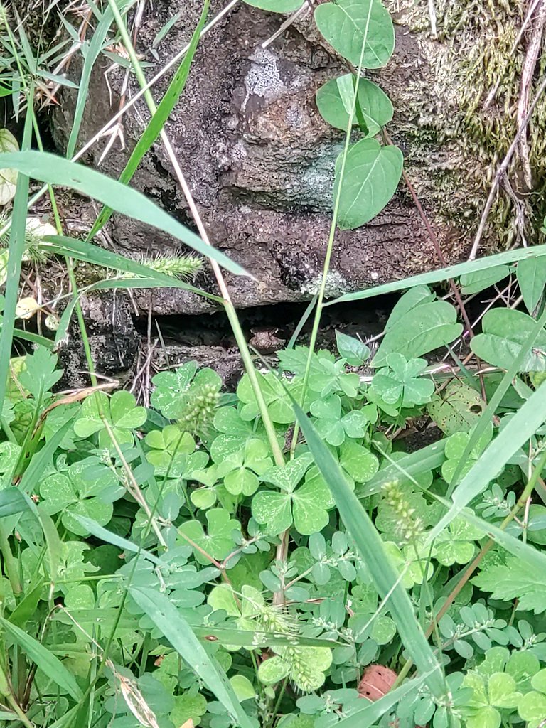 mikeko18's tweet image. マムシが隠れてこちらの様子をうかがっているのですっ！

可愛すぎて悶絶してしまいますよねっ！！
バレてないよ！隠れるの上手！