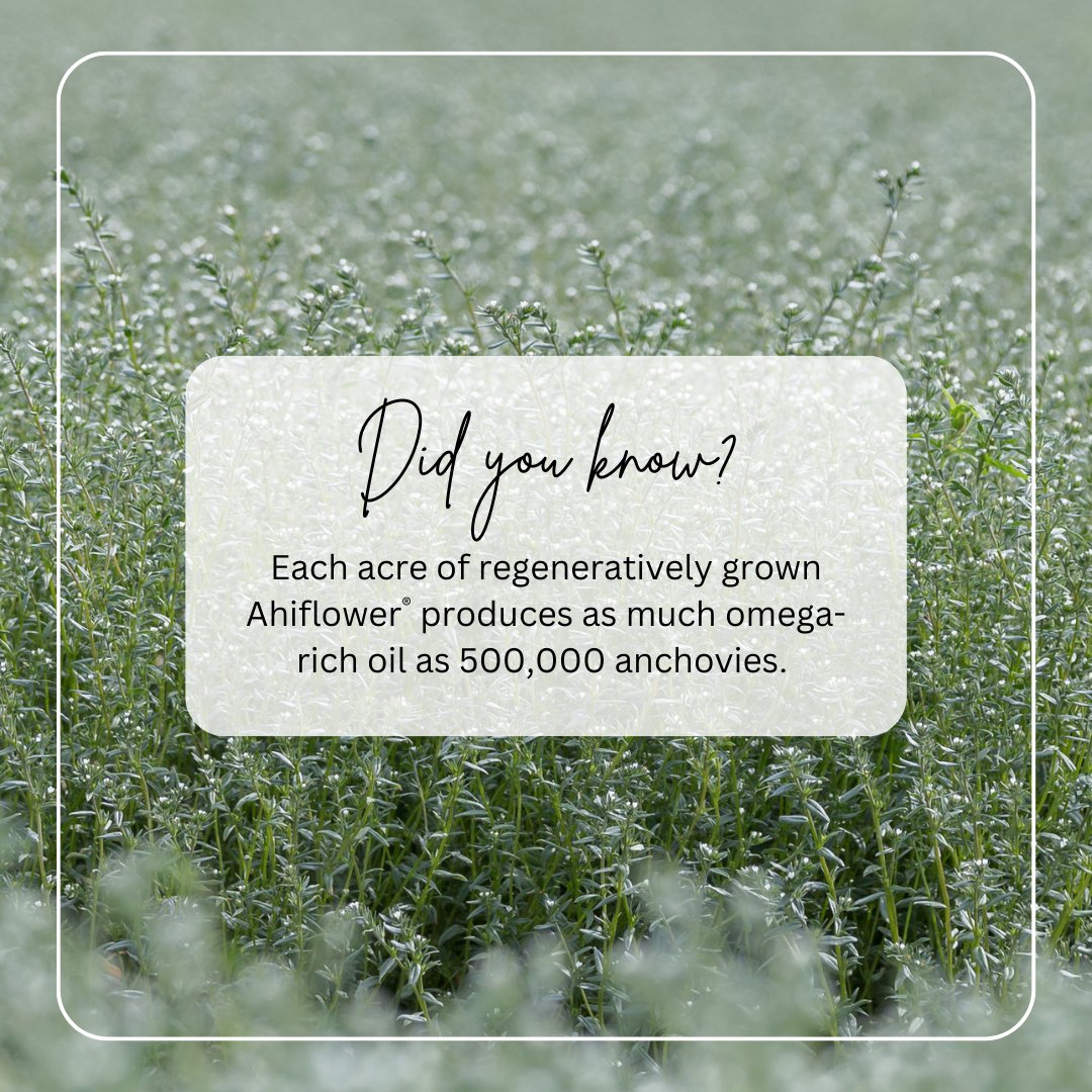 ahiflower tweet media