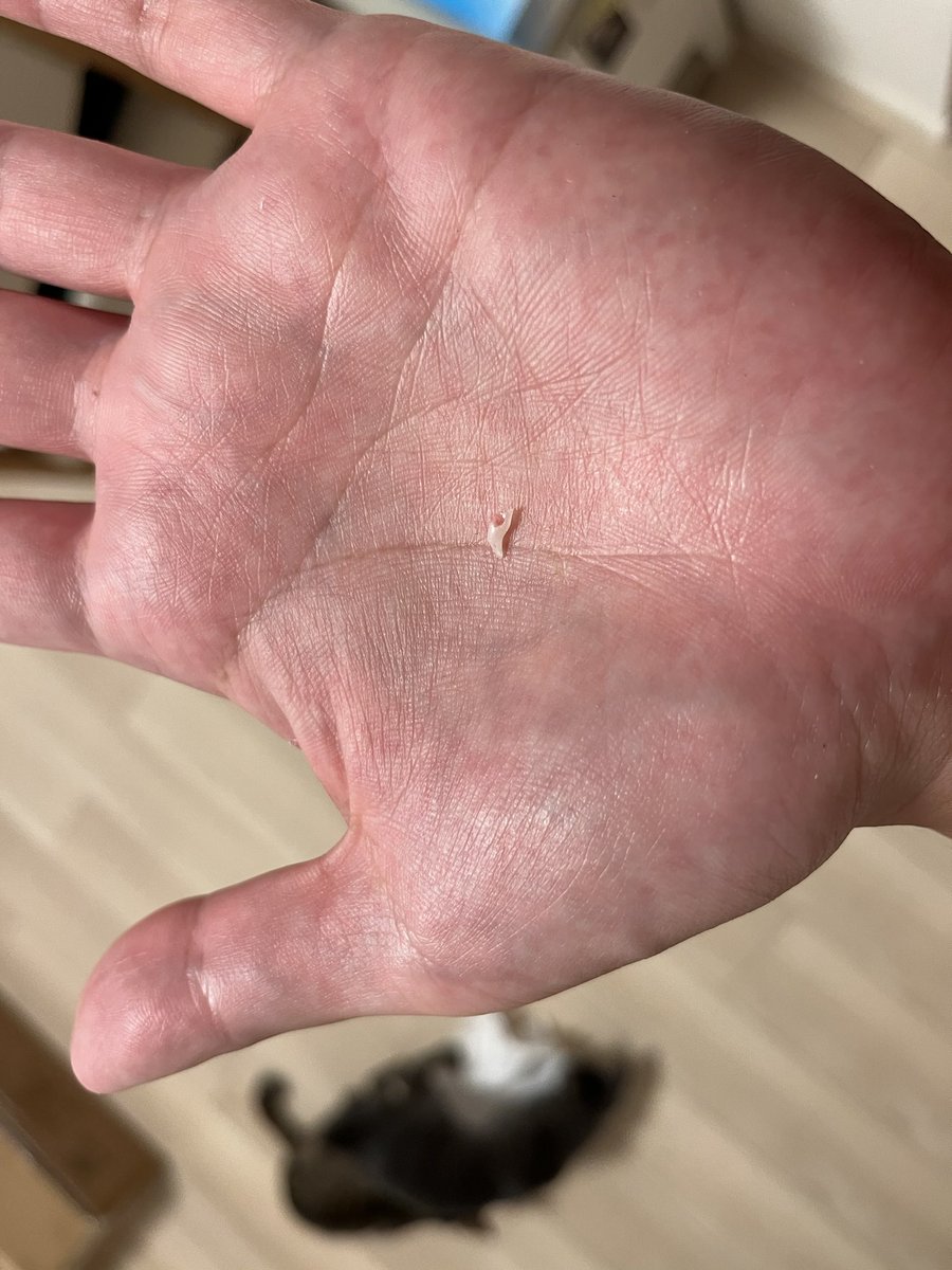 メロの歯が抜けた…のか？