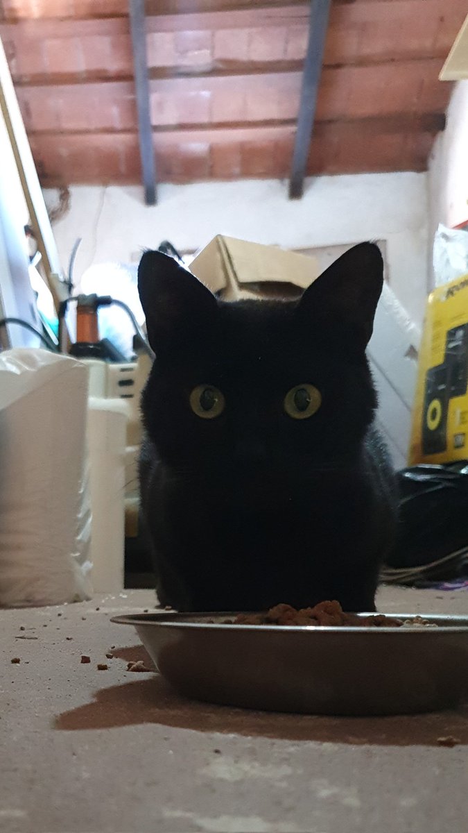 El INTRUSO... 👀
Hay que darle de comer.