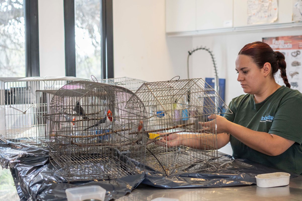 🦅 ¡Ya son 98 las aves liberadas por <a href="/BioCba/">Ente Municipal BioCórdoba</a>!

Tres cardenales copetes rojos, un misto, dos corbatitas, una reinamora grande y una lechuza de los campanarios fueron liberados tras ser rescatados del tráfico ilegal y recuperados en el Parque de la Biodiversidad.