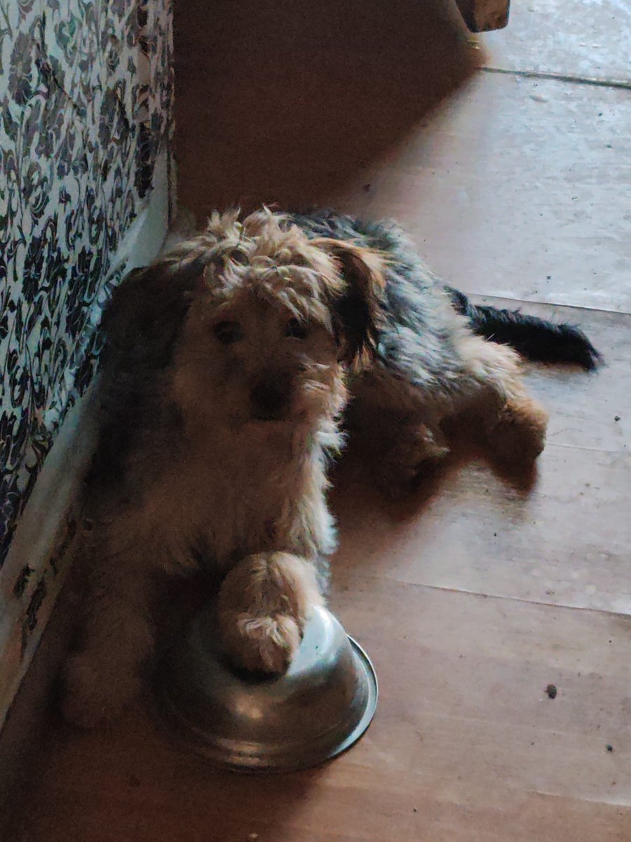 Holamig@s, estoy dando en adopción estos dos hermosos cachorritos -macho y hembra- tienen 6 meses y están vacunados

Ojalá encontrar a quien quiera a ambos, ya que están acostumbrados y son muy tiernos.

Por favor, RT para encontrarles una familia que los ame

¡Gracias por tu RT!