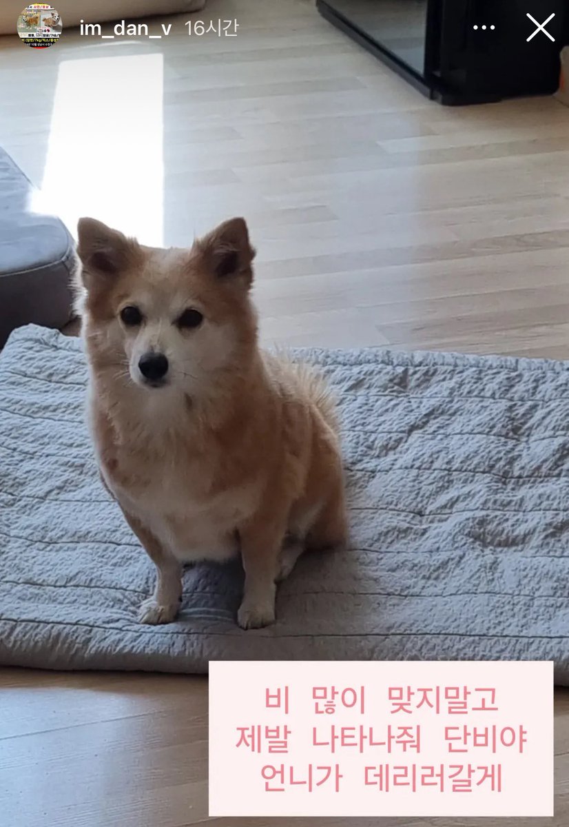 단비 아직도 찾고 있어요🥹 도대체 어디에 있는걸까요. 단비가 잊혀지지 않도록 다시 얼굴 한번씩만 기억해주세요.
#단비야돌아와