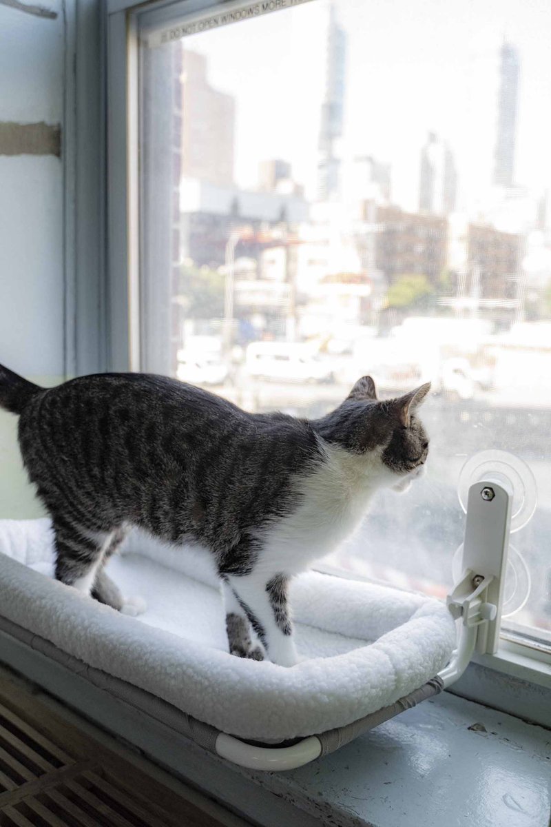 Who doesn’t love a nap with a view? Adoptable Casey and Jerry sure do! Here's to Window Watching Wednesday at HSNY!

Adopt: bit.ly/4lrbNE5

#nyc #newyork #catsofX #adopt #catlover