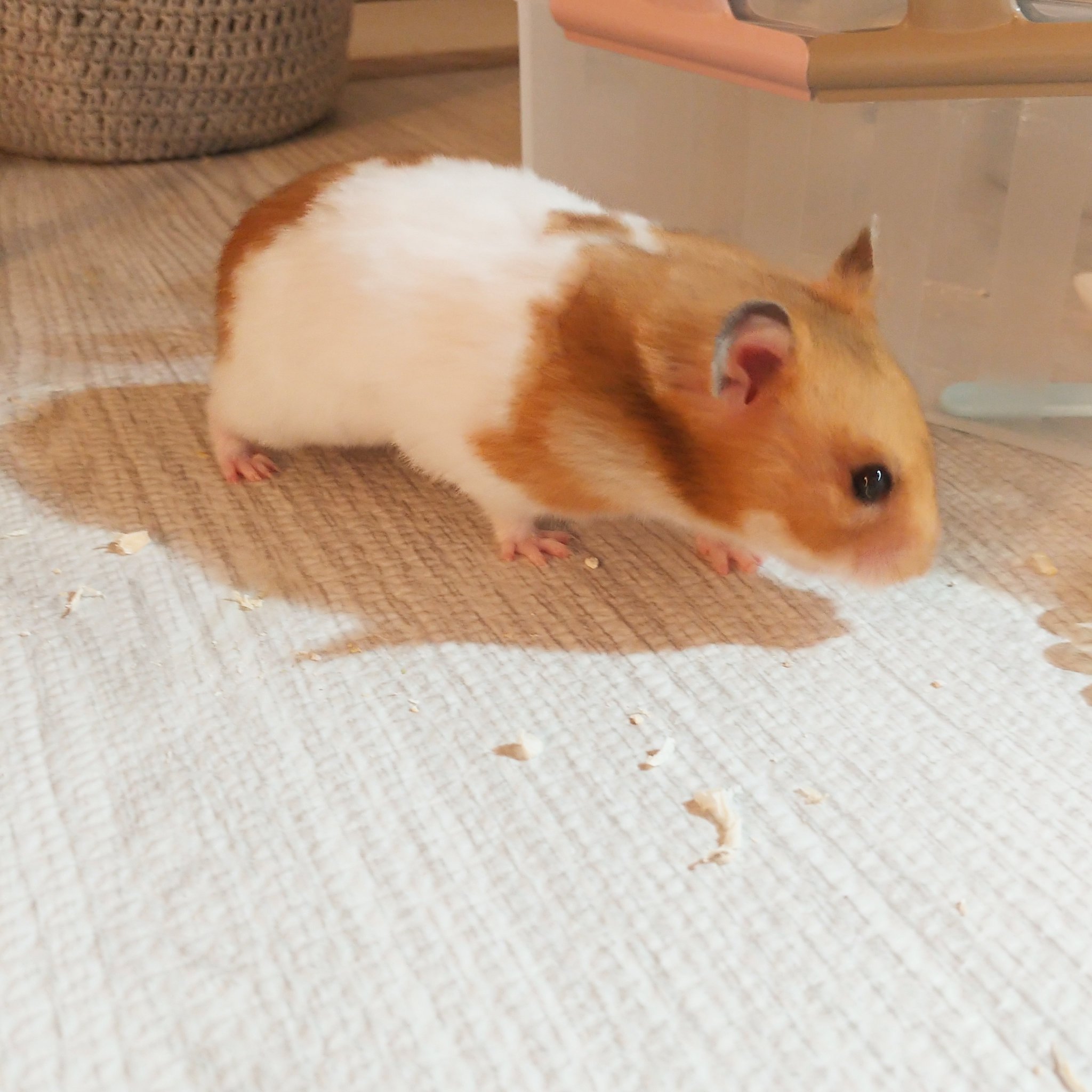 ぱんなこった様 R.N. どでかいパンナコッタさん on X: 