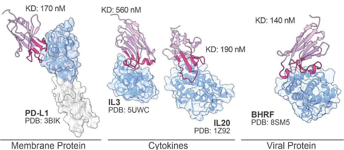 The ability to design antibodies against any protein of interest has major implications for medicine, biotech, and basic science. 

Today, we introduce Germinal, a pipeline for epitope-targeted de novo antibody design achieving  4–22% success rates with efficient experimental