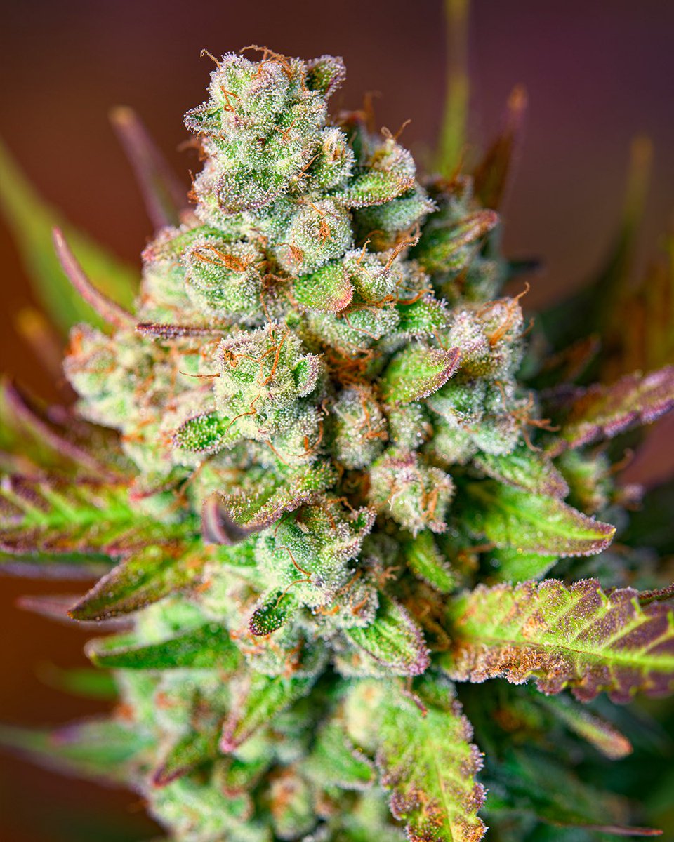 Are you aware of one of our top autoflowering strains for 2025? Do you know something about the genetics involved in the cross? 

Taste: Fruity, Sweet, Mango, Banana, Earthy… 👅 

Studio 54 Stardust Auto® (SWS116) 

sweetseeds.com/en/autofloweri…
