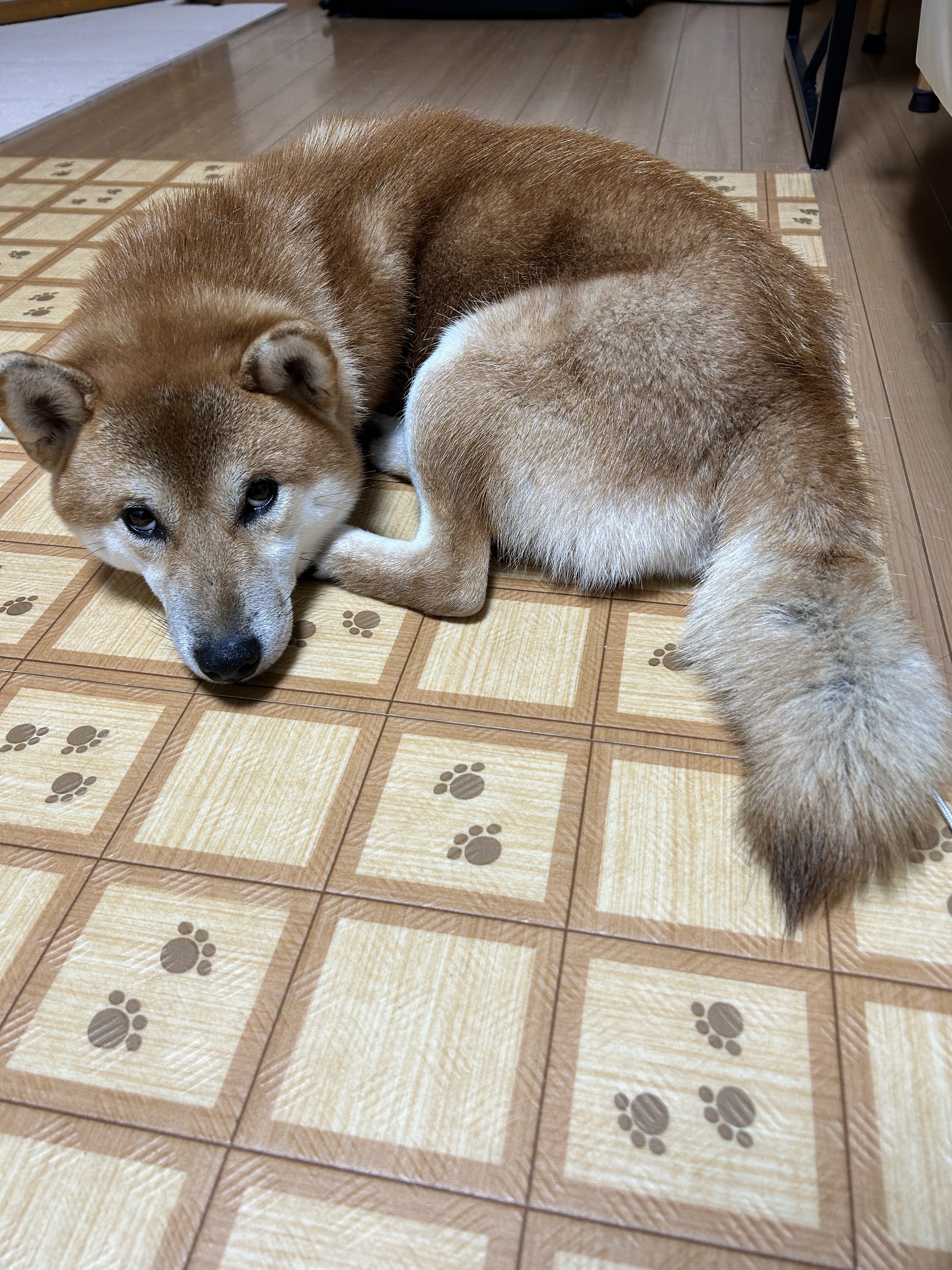 柴犬！ ケーセン 柴犬 大：大きめ柴犬のぬいぐるみ | krtek select toys