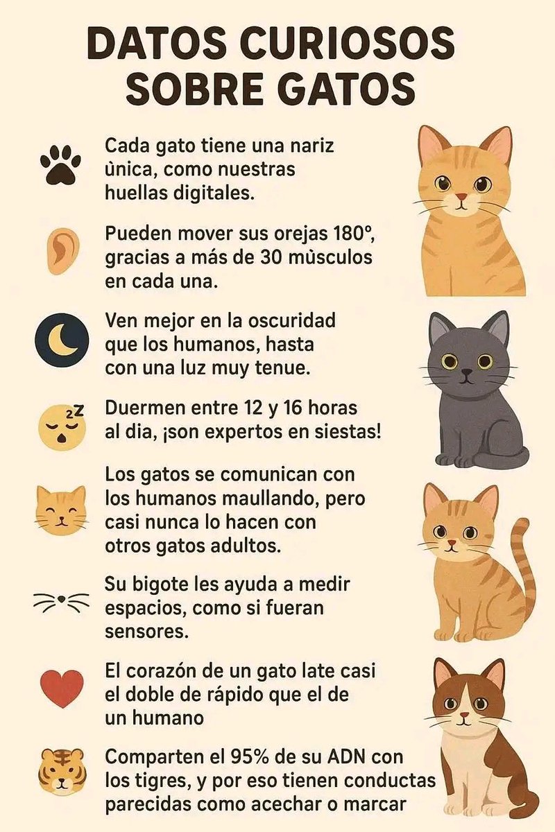 tiofelino2's tweet photo. Datos curiosos 🐱🐾🤓 https://t.co/jeufde1H8c