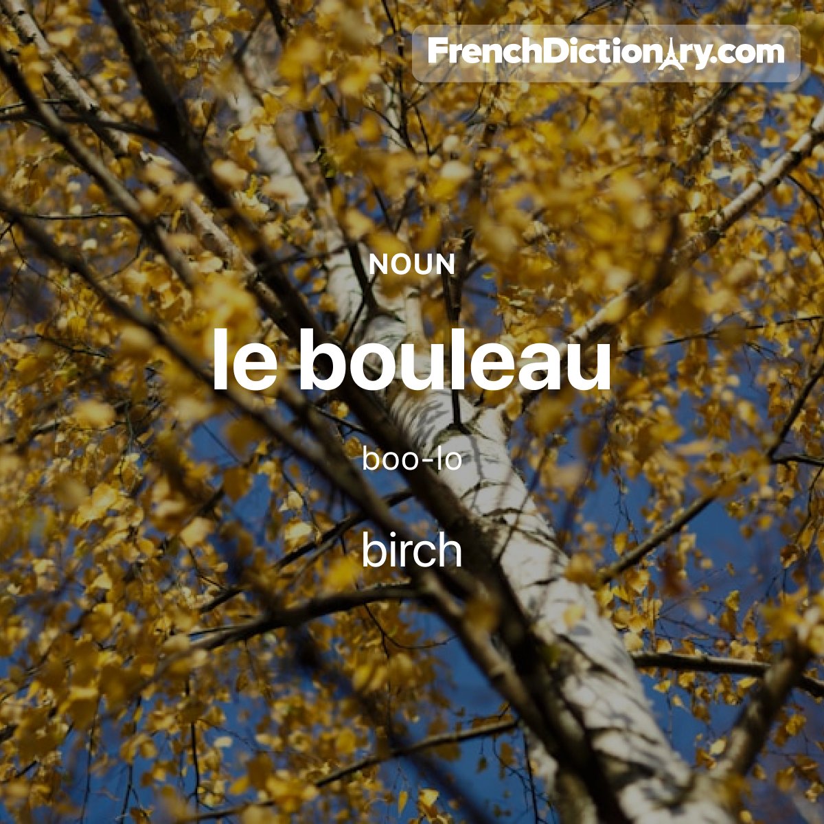 Today's #WordOfTheDay is "bouleau." 🌳🍂 For example: Les feuilles du bouleau deviennent jaunes. - The birch leaves are turning yellow.
#StudyFrench #ApprenezLeFrançais #ÉtudiezLeFrançais #TraductionFrançaisAnglais #Français #French #LearnFrench #MotDuJour