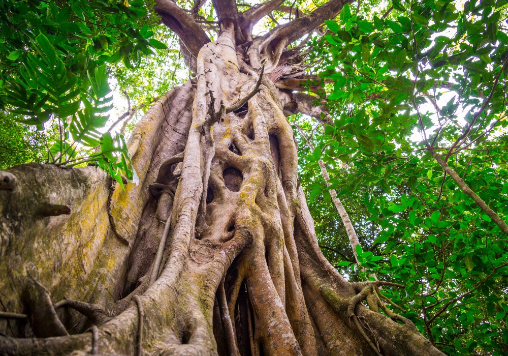 TradingTechIns's tweet image. Steve Grob, Founder at Vision57 talks to us about the challenges of legacy technology stacks (or LegTech for short) within the industry. 

Read &apos;The Fig Strangler&apos;: eu1.hubs.ly/H0njLg20

#tradingtech #LegTech @RapidAddition @Microsoft @ipushpull @QuodFinancial @veloxbuildfast