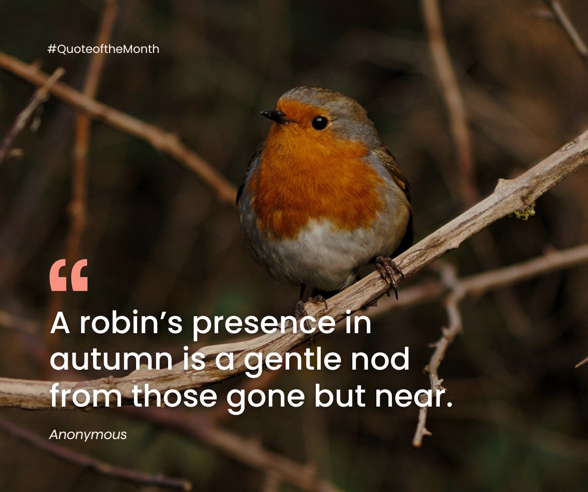 A robin’s arrival is often seen as a sign that a loved one is near 🍁

So, this autumn, keep an eye out for their comforting appearance in your gardens and take a moment to pause, reflect, and feel a quiet connection with those you miss.

#QuoteoftheMonth