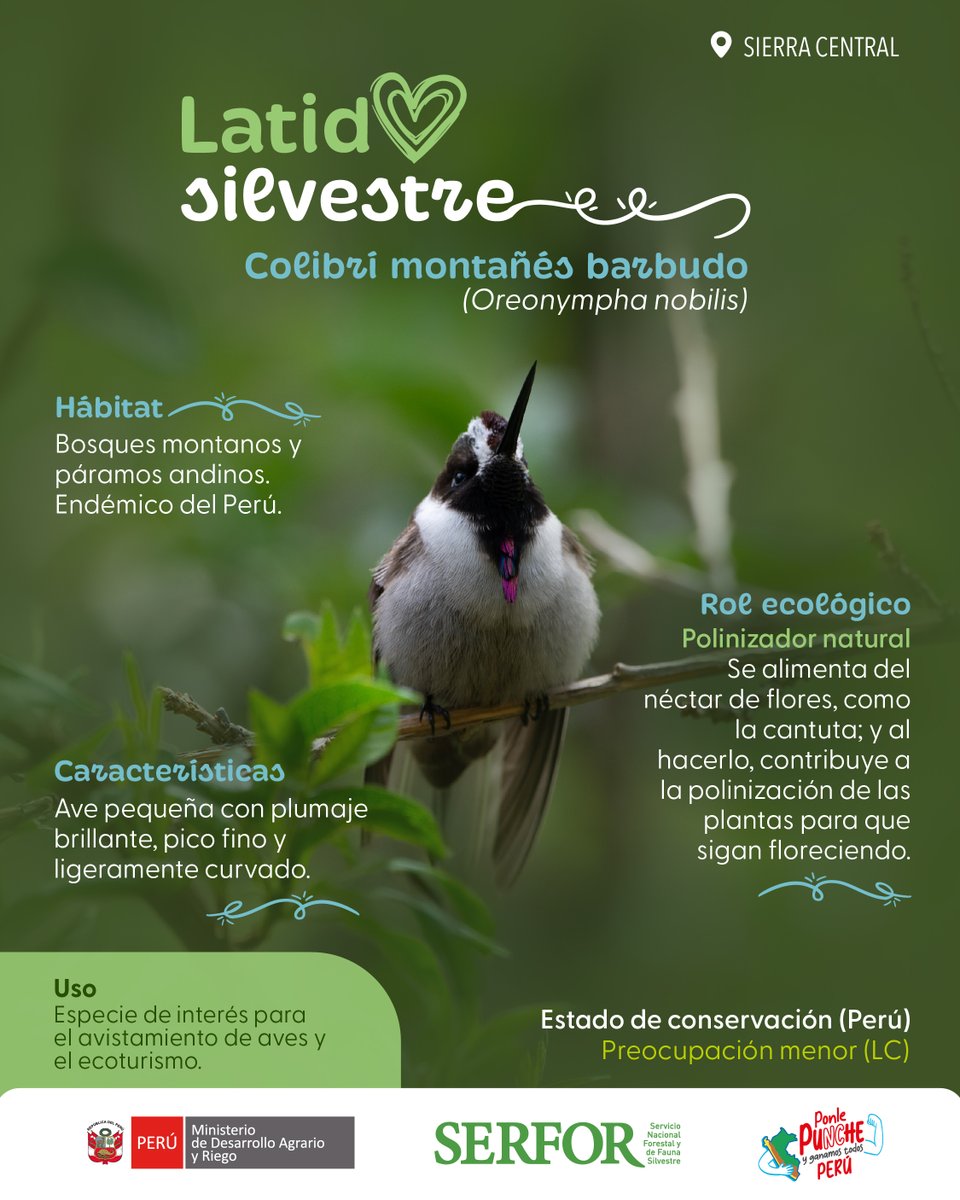 ✨ ¿Has visto al colibrí montañés barbudo (Oreonympha nobilis)? Esta ave es  una joya de Junín y un polinizador esencial que mantiene vivas las flores  de los Andes. Este diminuto destello alado, image size:960x1200