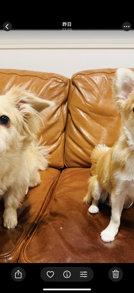 ともだちが泊まりにきてて楽しい ♪
真ん中の小さいのは葱