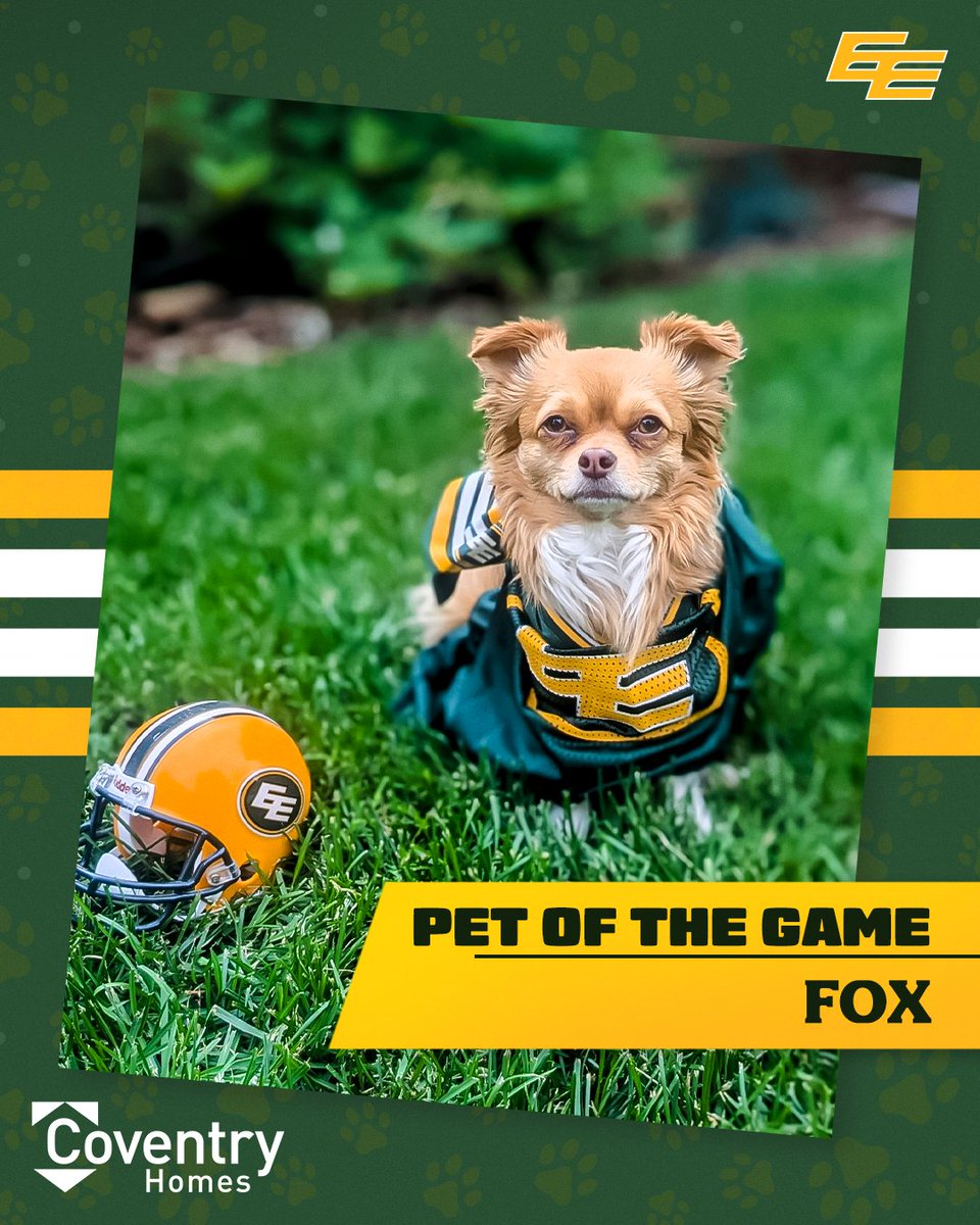 GoElks's tweet photo. Tail Waggin' Fame 🐶

Fox is repping the RIGHT shade of green as this week's Pet of the Game! Show off your pet wearing Green &amp; Gold &amp; tag #EEPets for a chance to be our next Pet of the Game + win an EE prize pack at the next home game!

#GoElks | @CoventryHomes https://t.co/jCTmkcTNuY