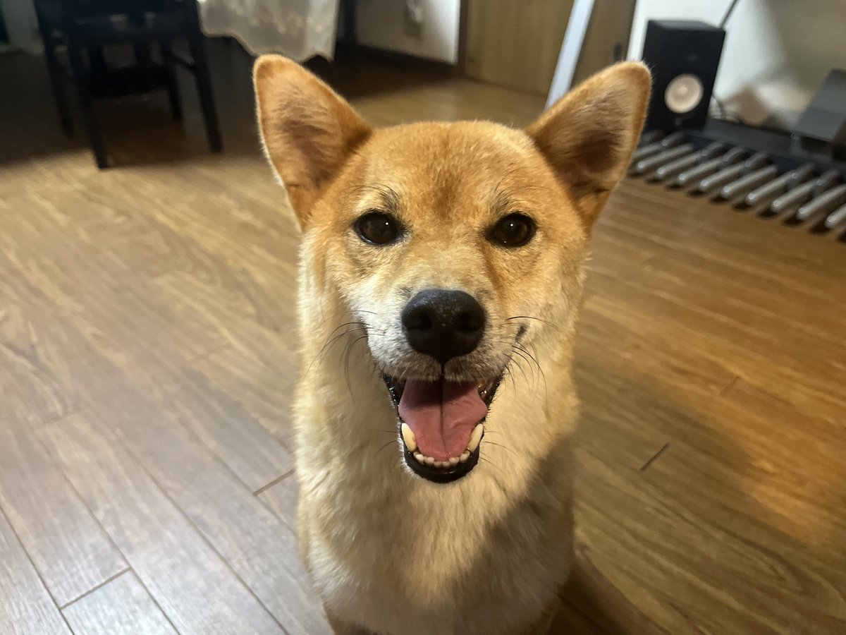 結婚報告しに実家行った時の犬